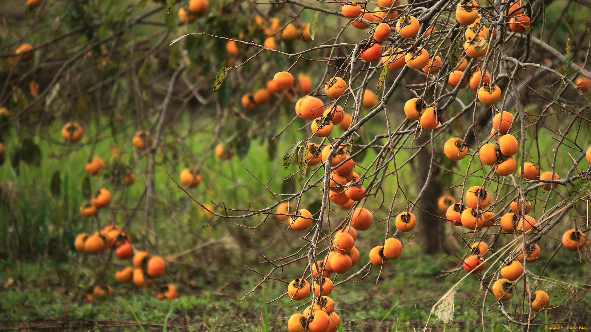 природа, плоды, трава, дерево, лето