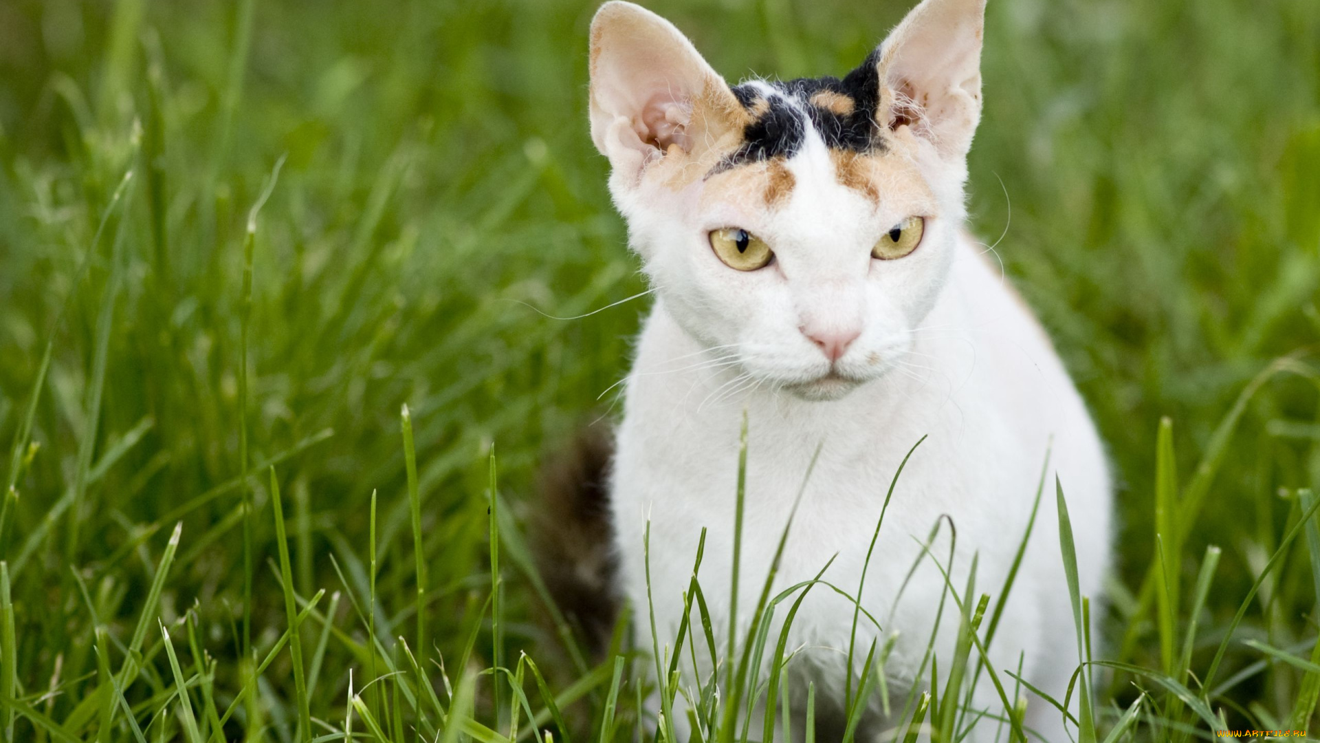 животные, коты, донской, сфинкс