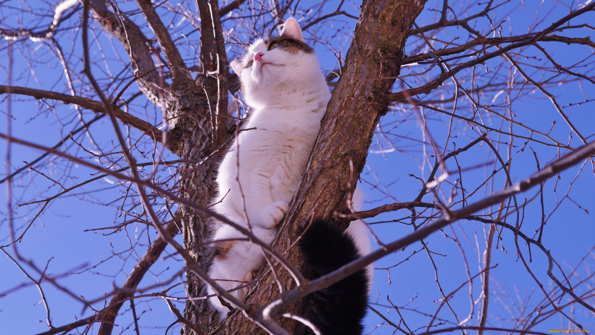 животные, коты, кот, на, дереве