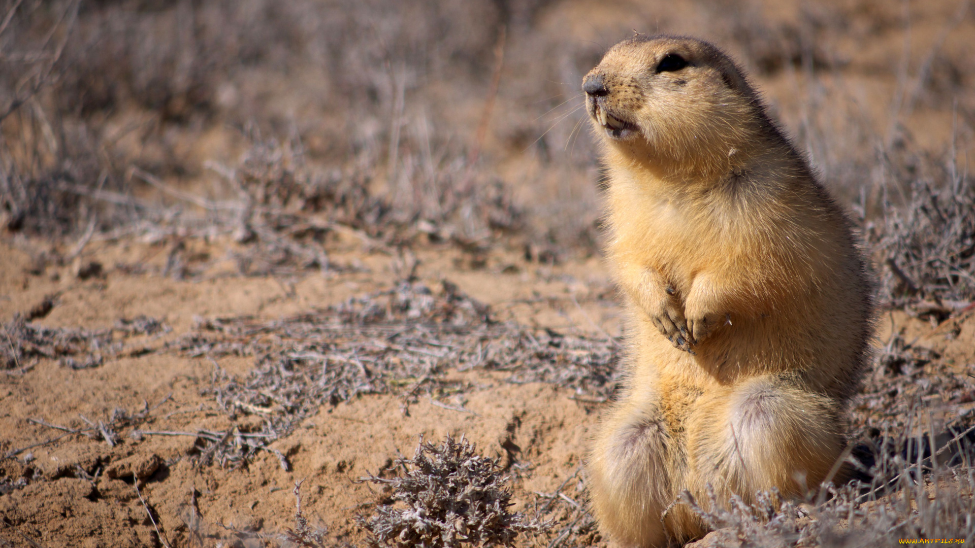 животные, суслики, сурки, грызун