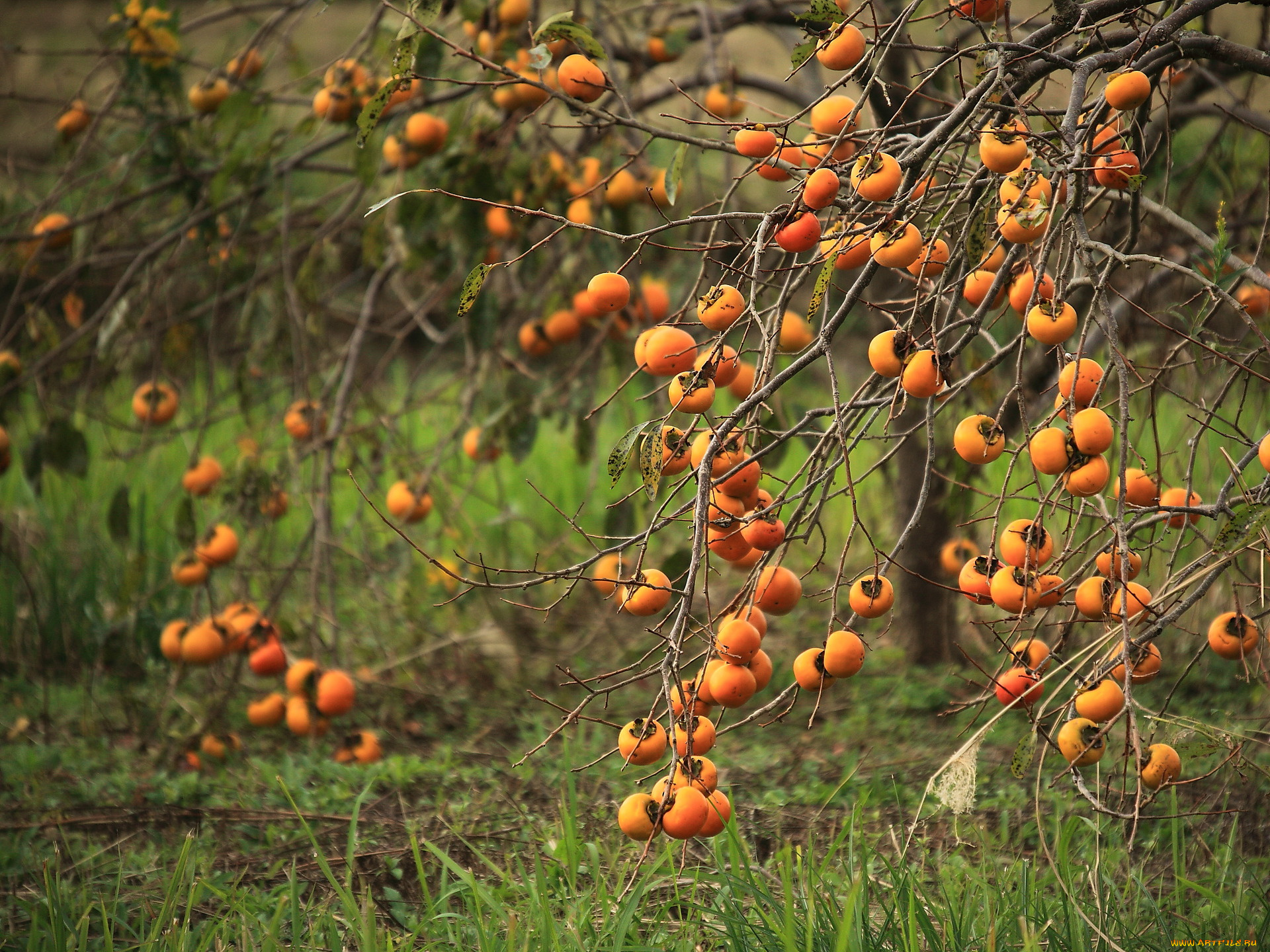 природа, плоды, трава, дерево, лето