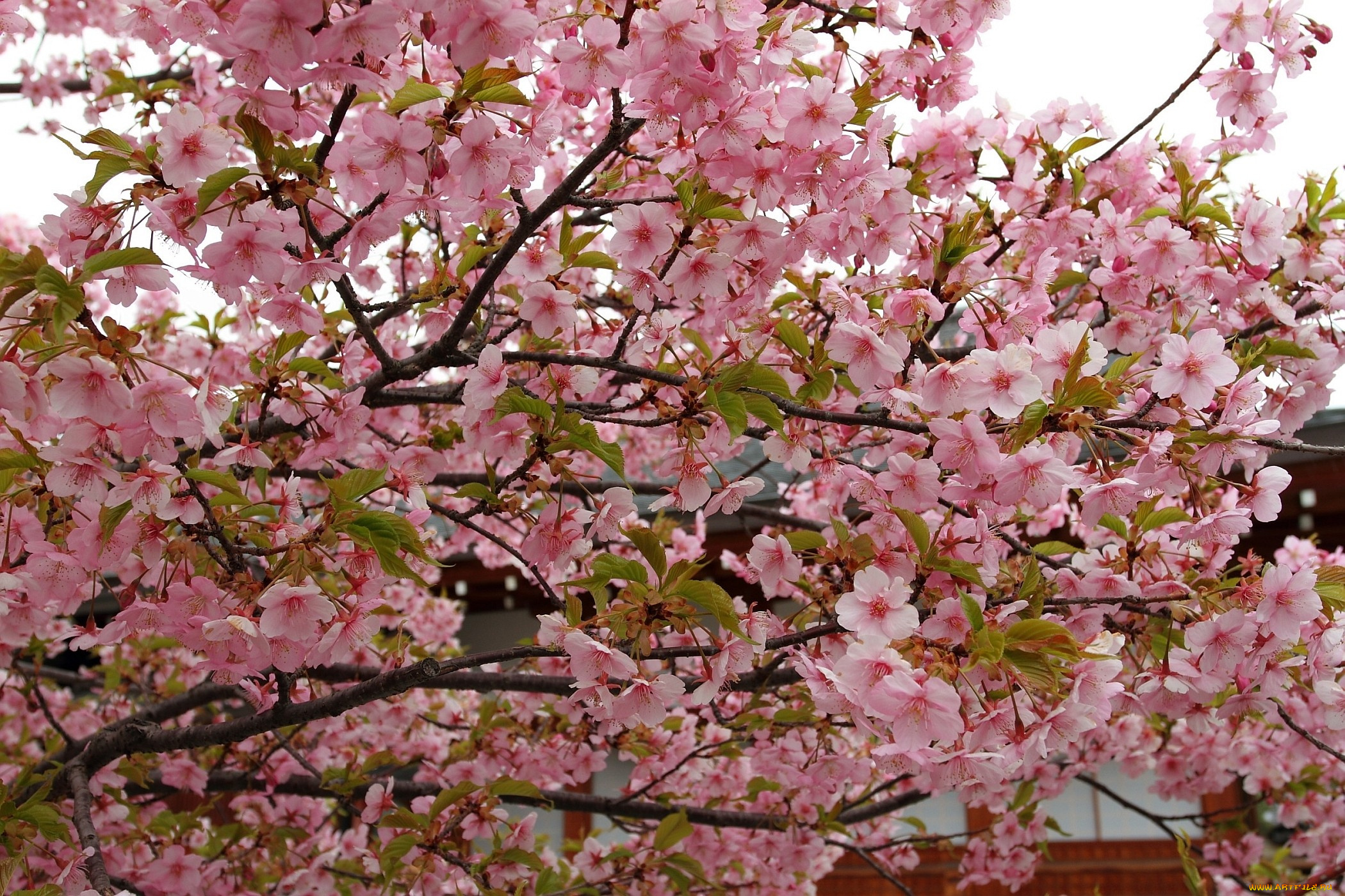 цветы, сакура, вишня, ветки, розовый