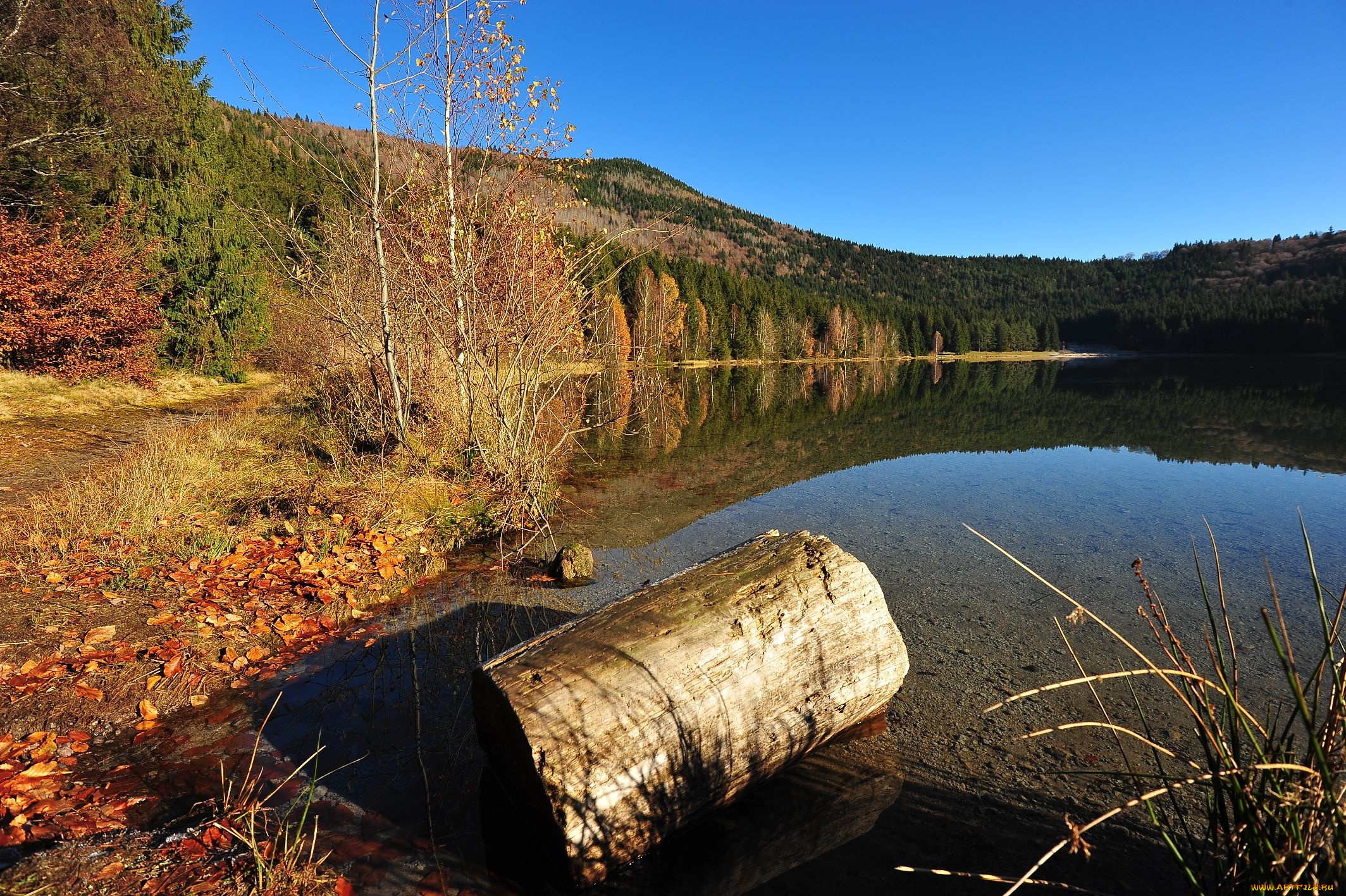 автор, ovidiu, david, природа, реки, озера, бревно, озеро