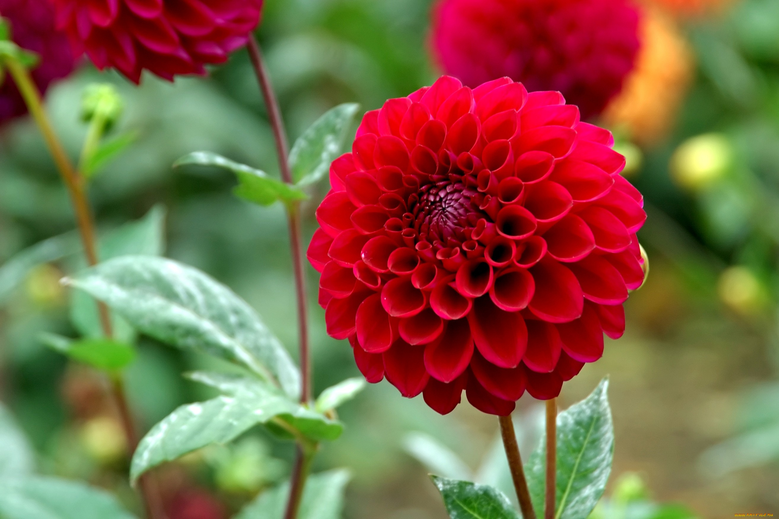 цветы, георгины, шар, круглый, красный