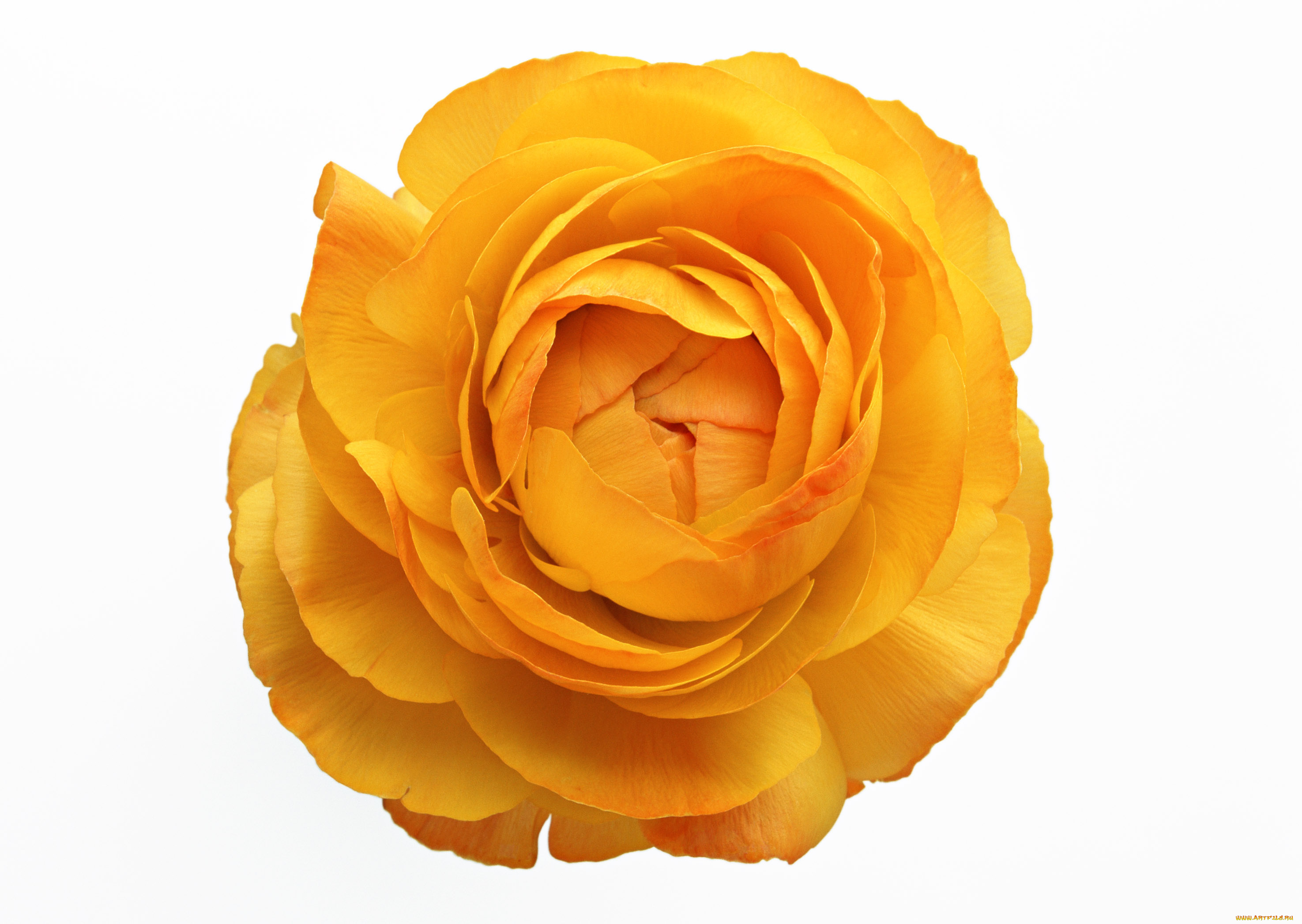 цветы, ранункулюс, азиатский, лютик, макро, белый, фон, лепестки