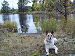 обоя животные, собаки, dog, озеро