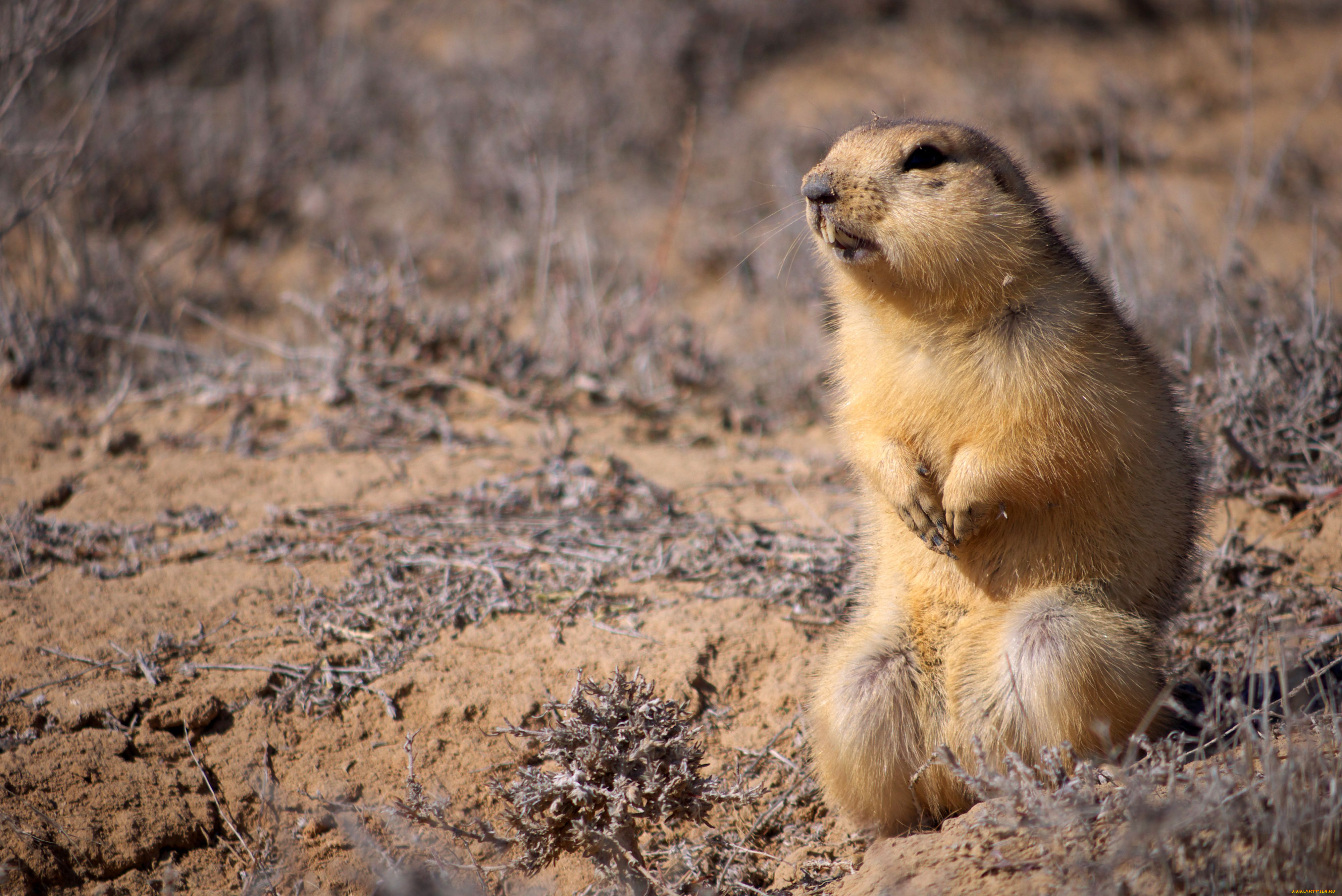 животные, суслики, сурки, грызун