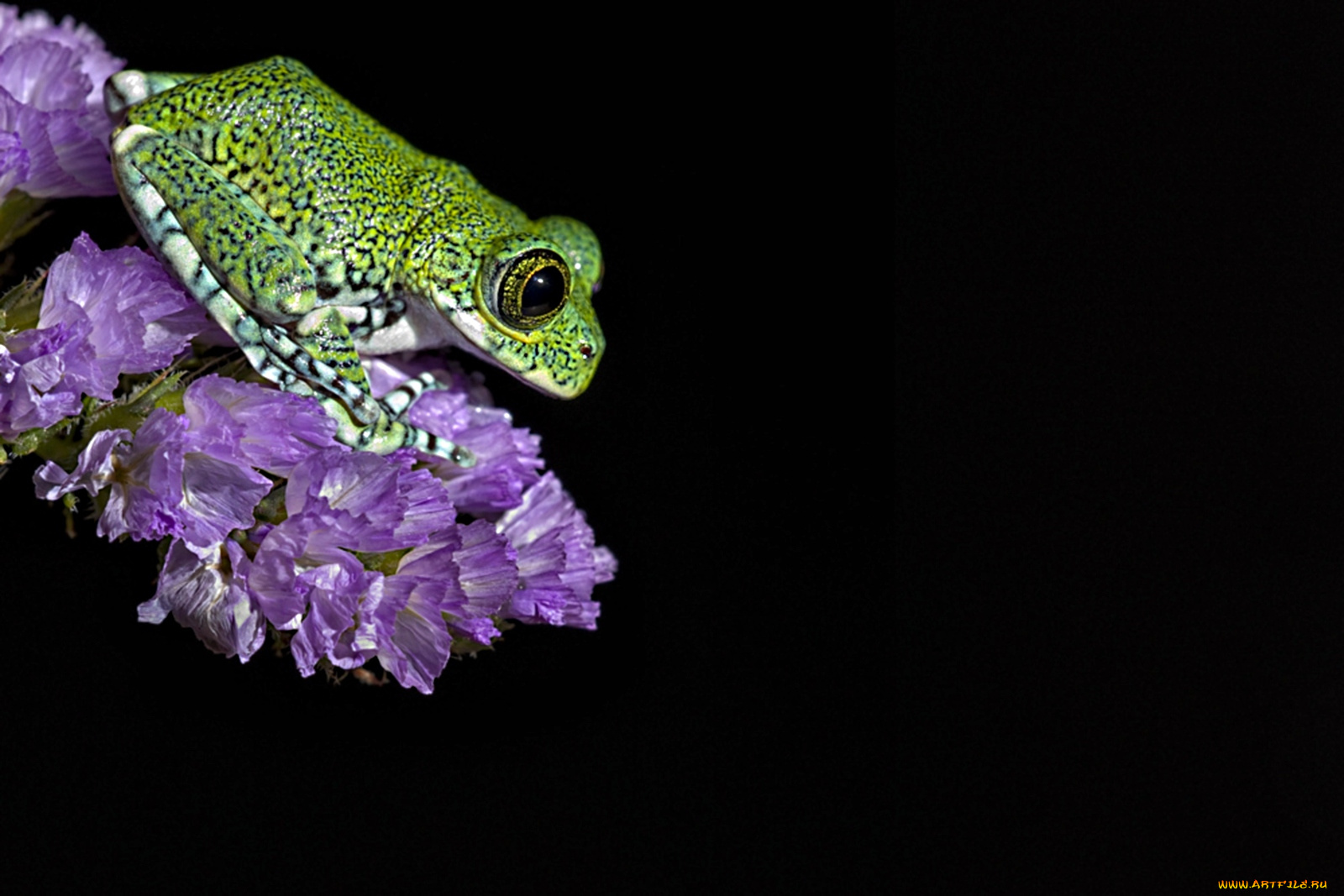 животные, лягушки, цветы, лягушонок