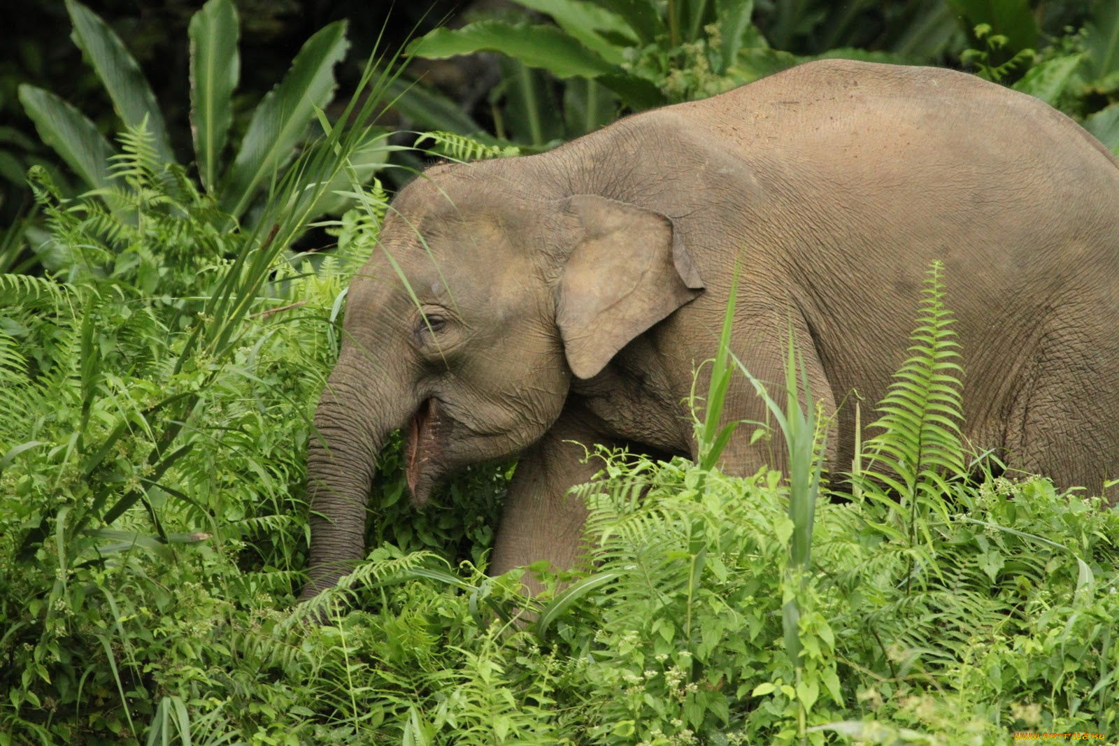 животные, слоны, слон