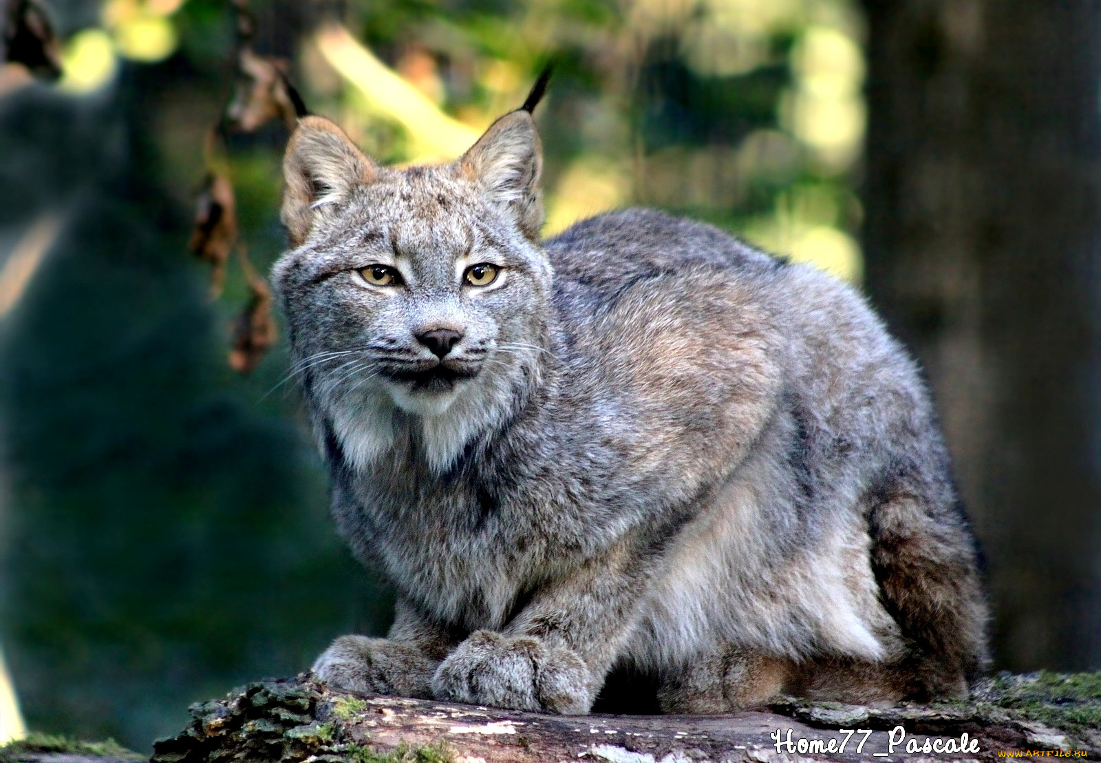 животные, рыси, серый