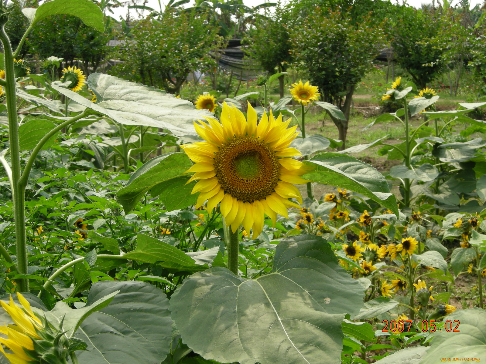 цветы, подсолнухи, подсолнух