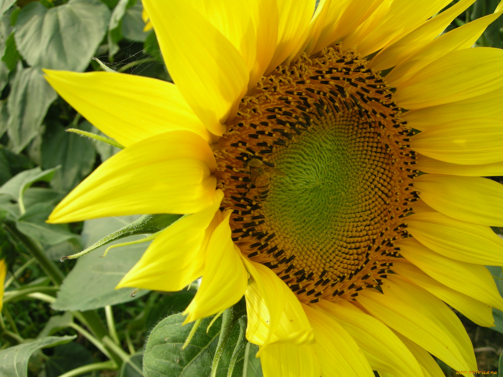 цветы, подсолнухи, подсолнух