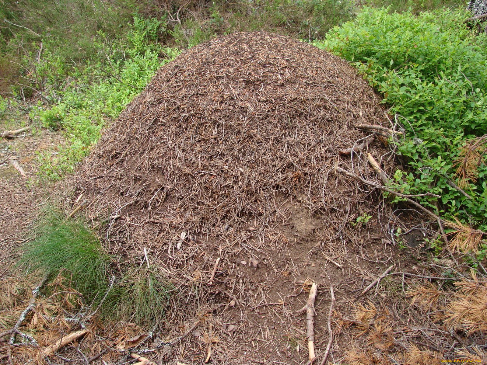 природа, другое, муравейник