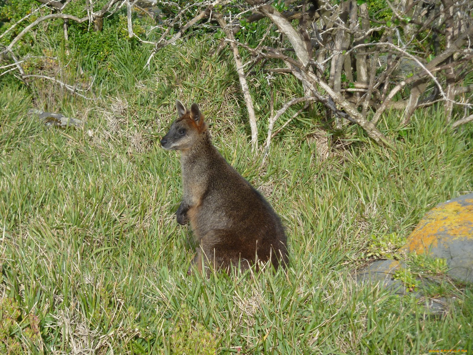 животные, кенгуру