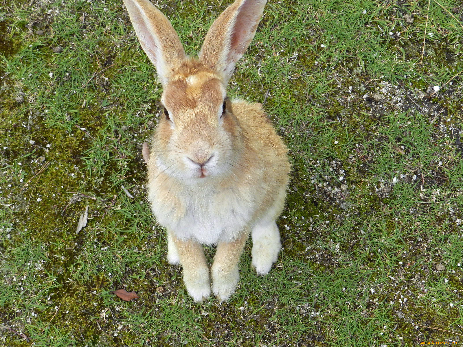животные, кролики, зайцы, кролик