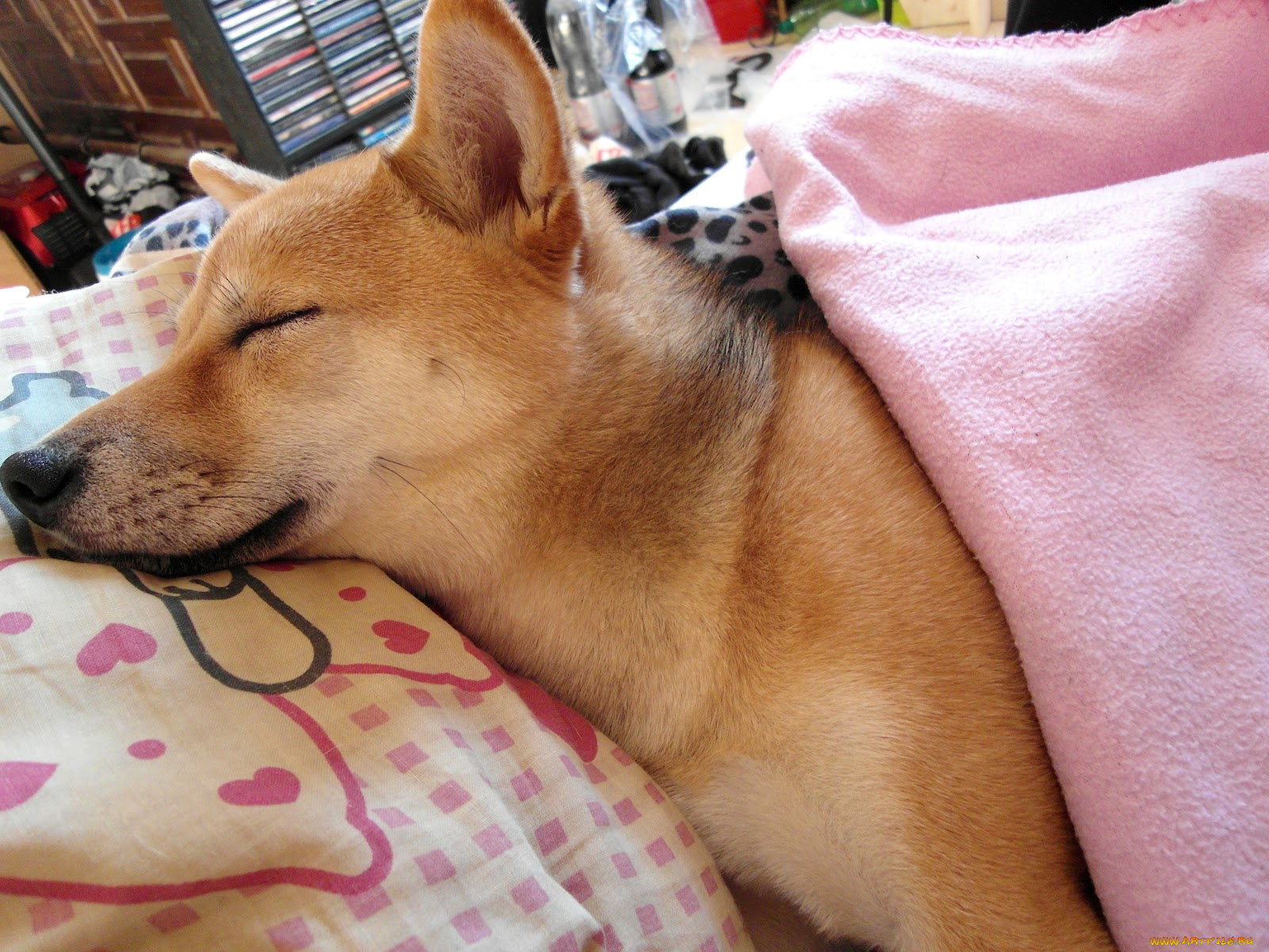 животные, собаки, собака, кровать
