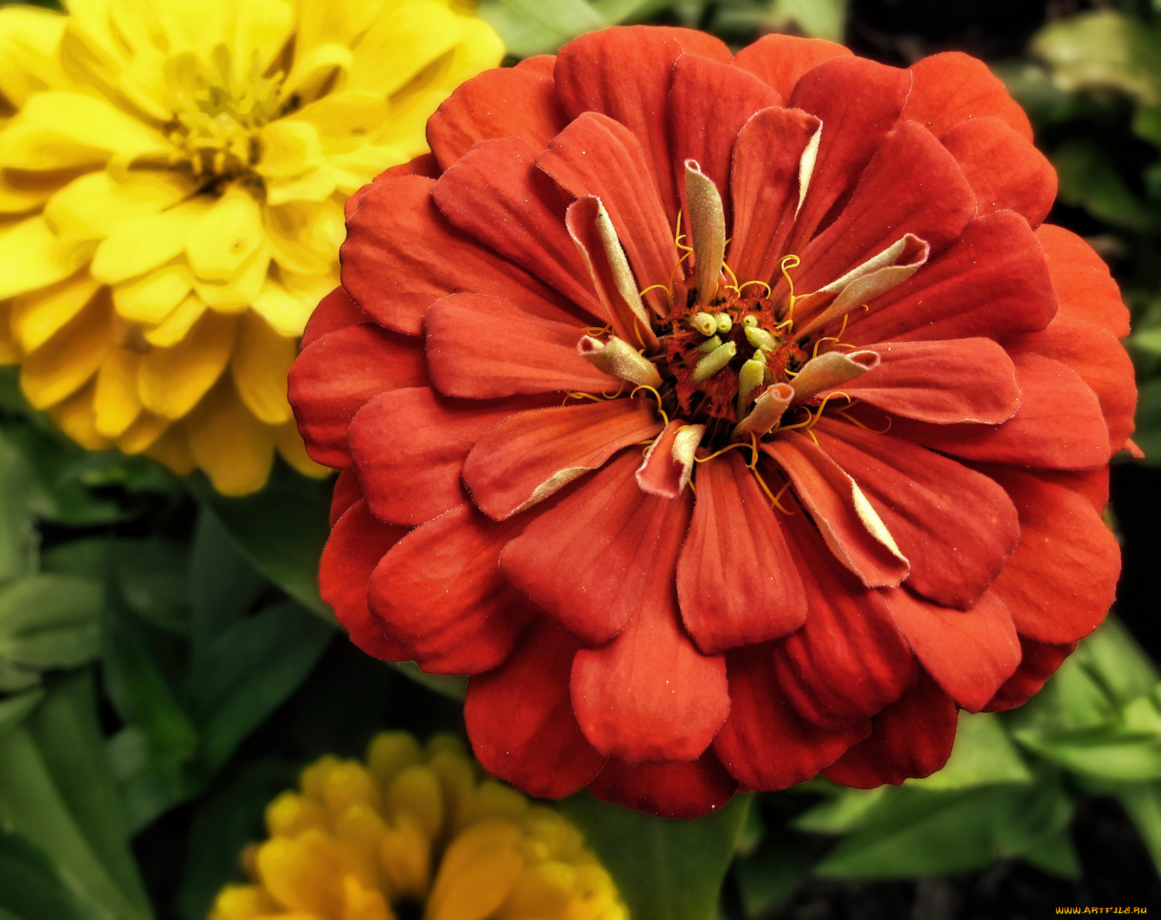 цветы, цинния, лепестки
