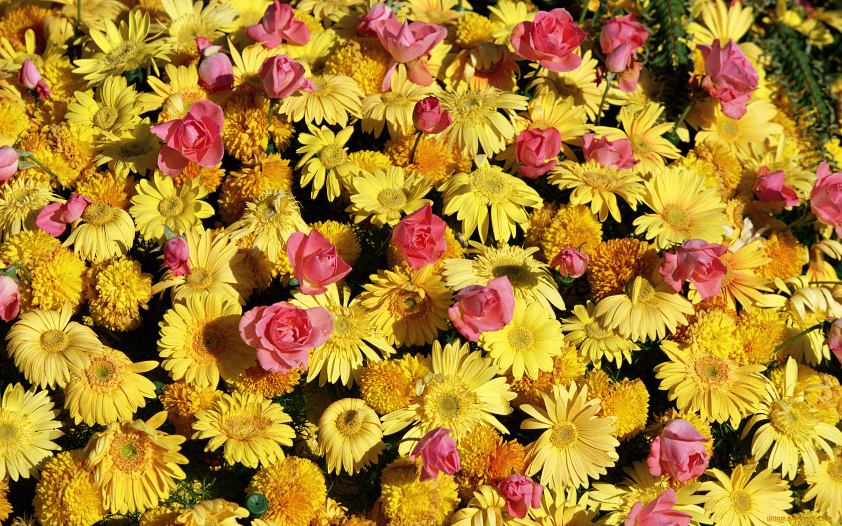 цветы, разные, вместе