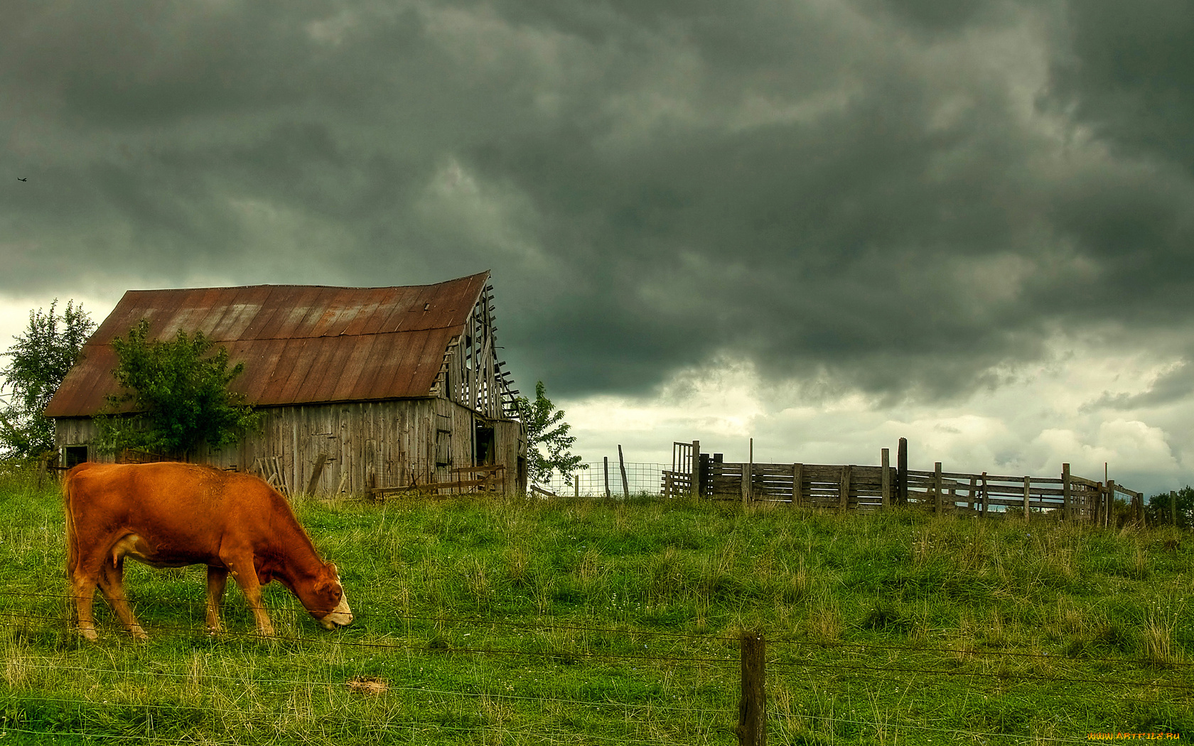 животные, коровы, буйволы, облака, луг, дом, корова
