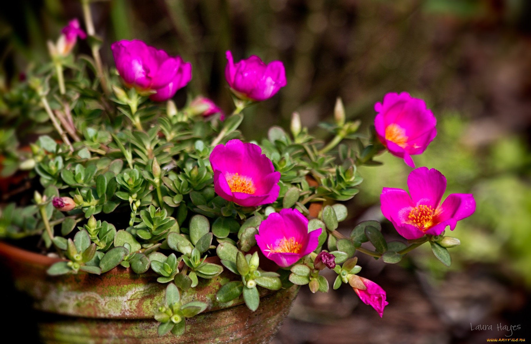 цветы, портулак, яркий, малиновый