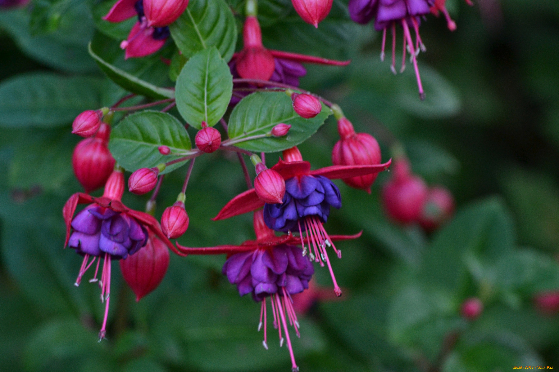 цветы, фуксия, лиловый