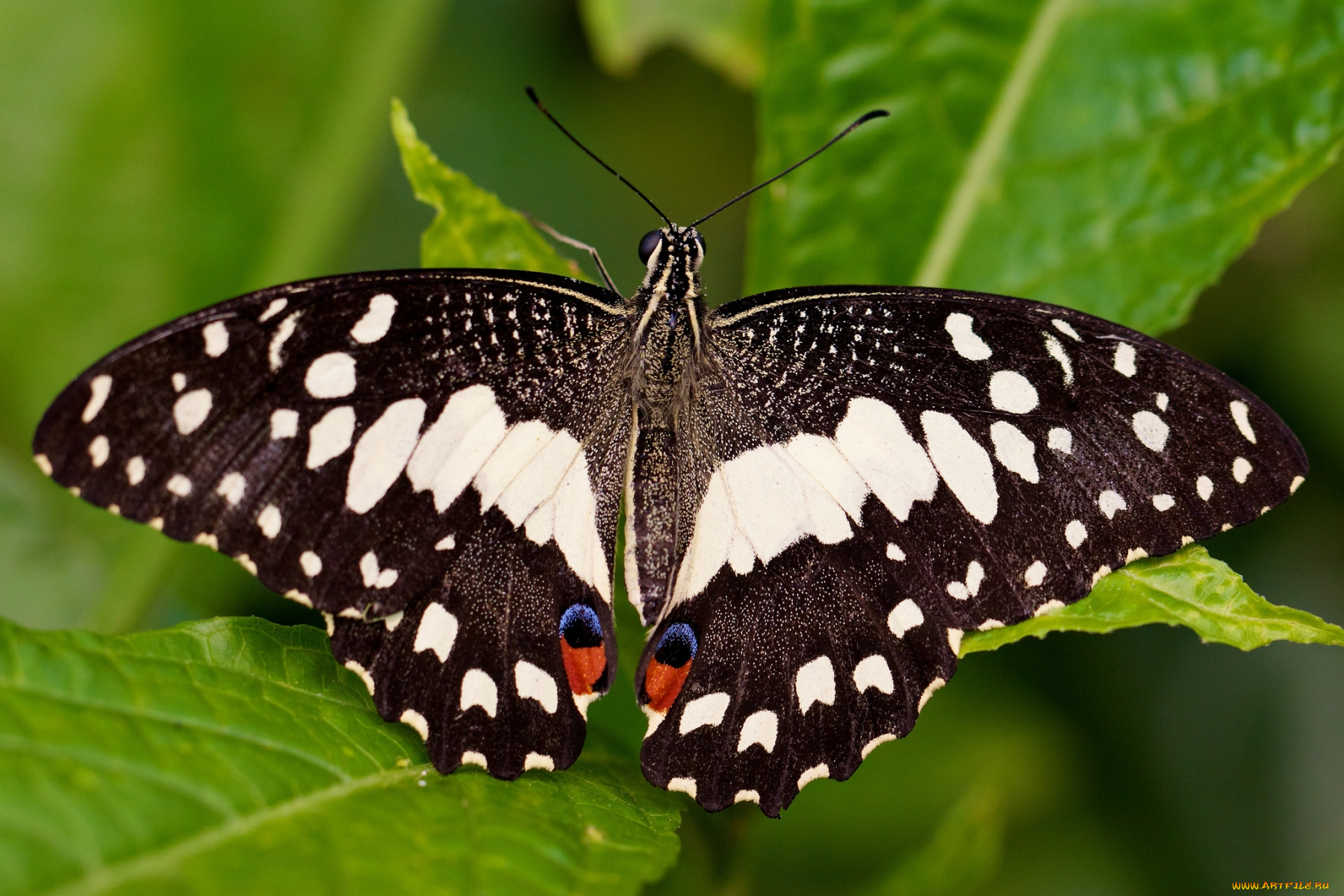 животные, бабочки, пестрый, крылья
