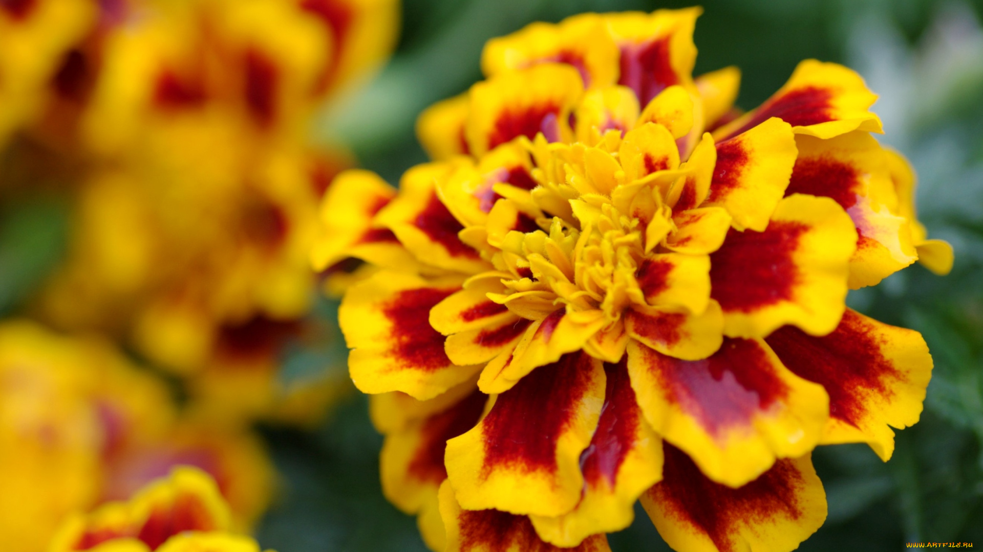 цветы, бархатцы, оранжевый, пестрый