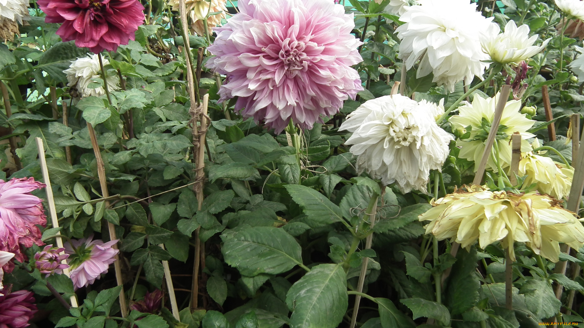 цветы, георгины