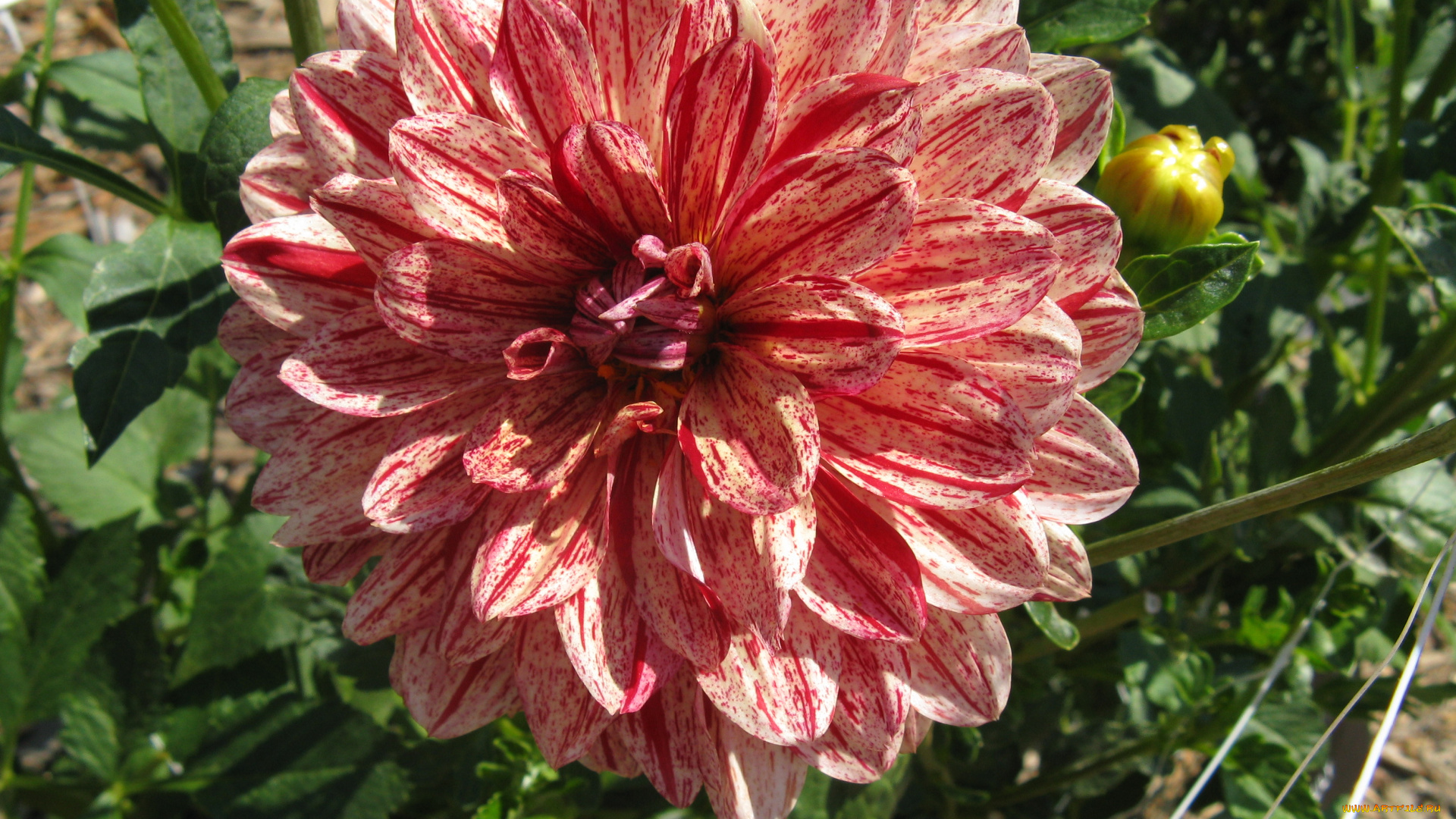 цветы, георгины