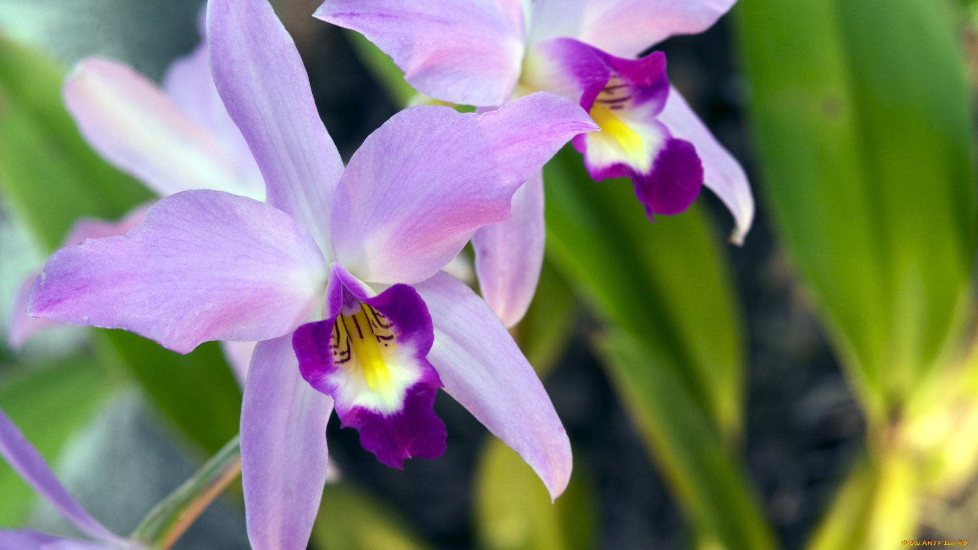 цветы, орхидеи, экзотика, сиреневый