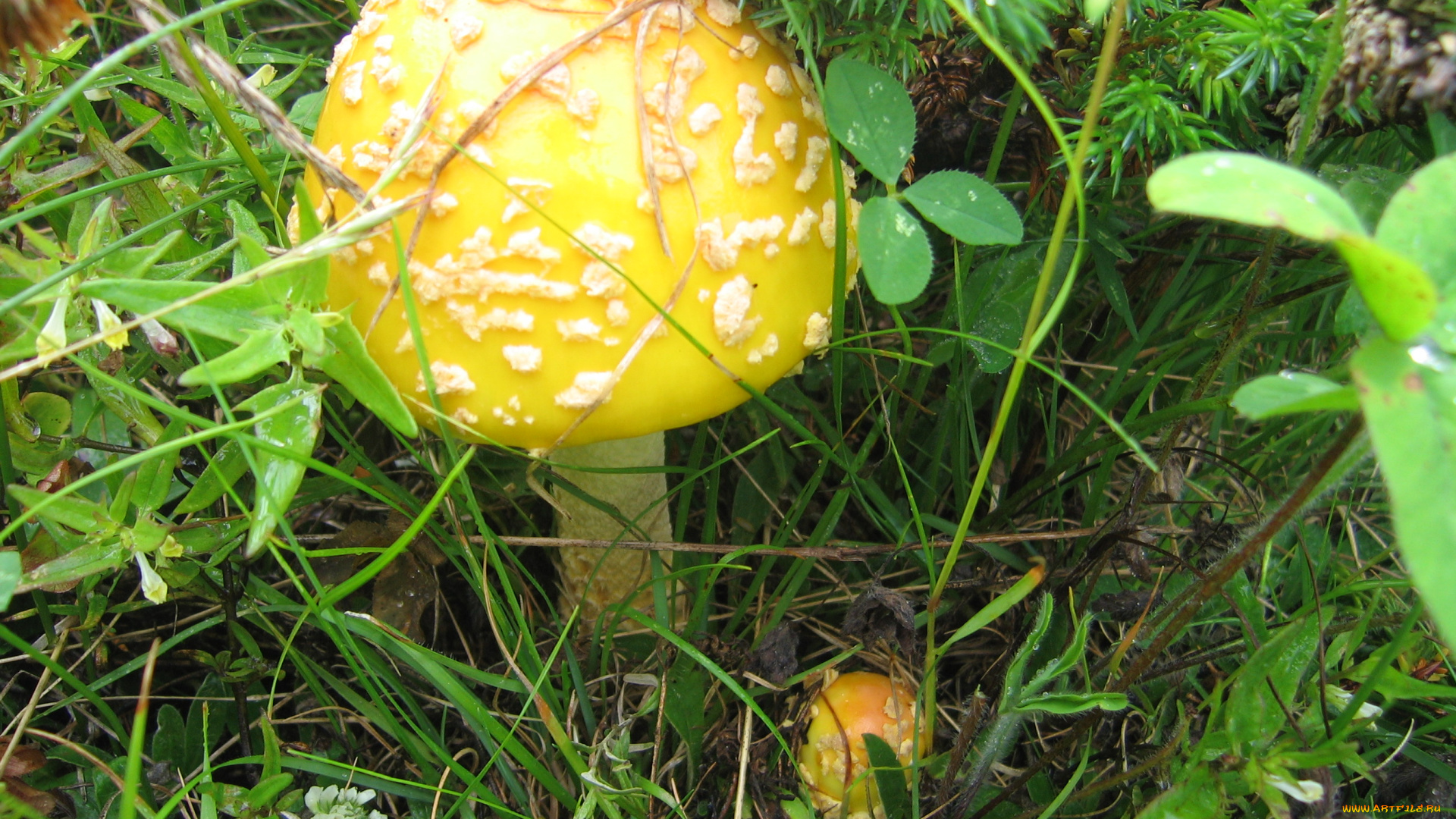 природа, грибы, гриб