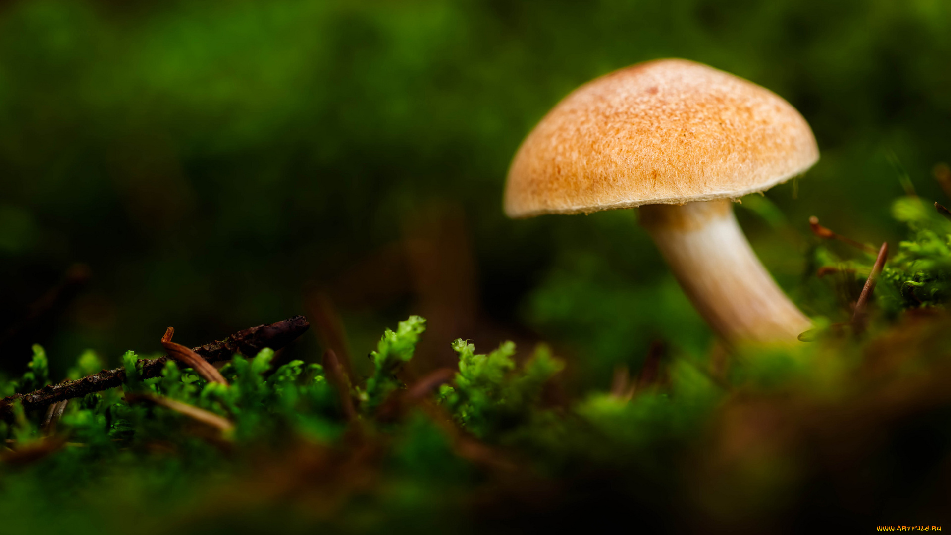 природа, грибы, макро