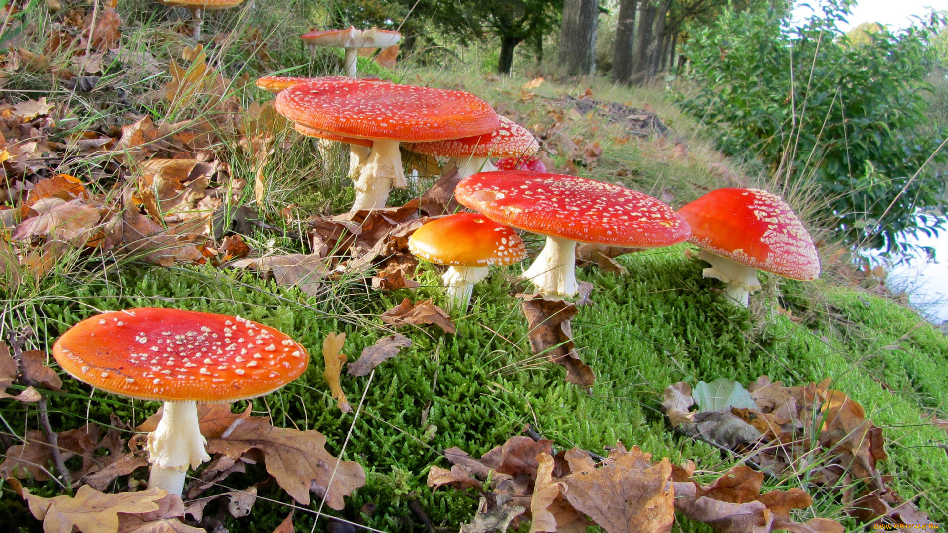 природа, грибы, мухомор, лес, листья