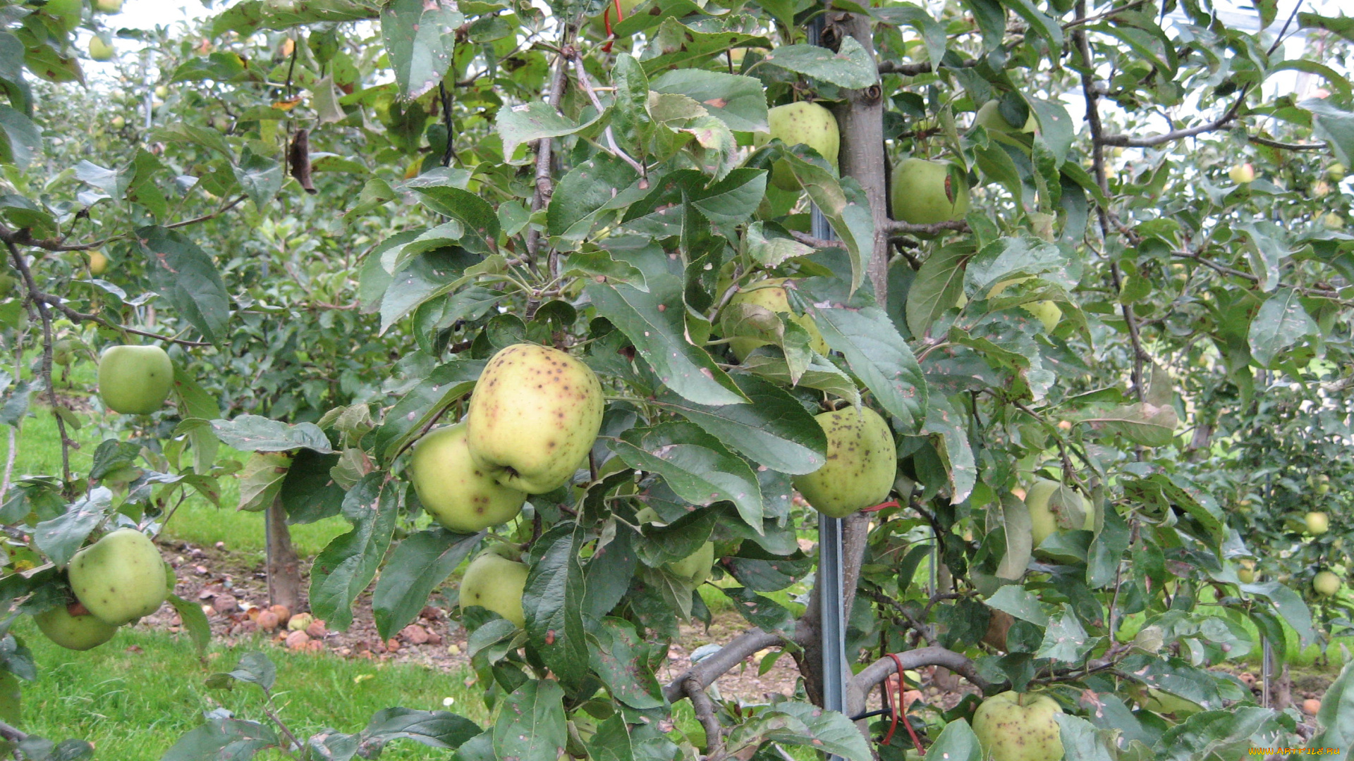 природа, плоды, ветки