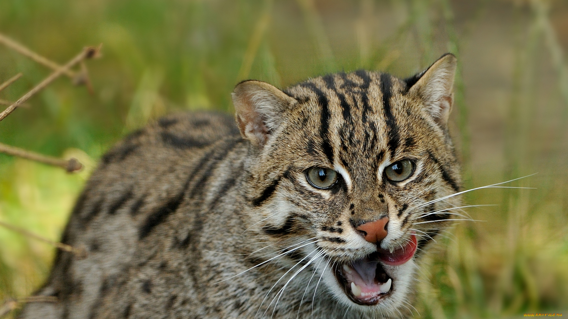 животные, дикие, кошки, кошка-рыболов, fishing, cat