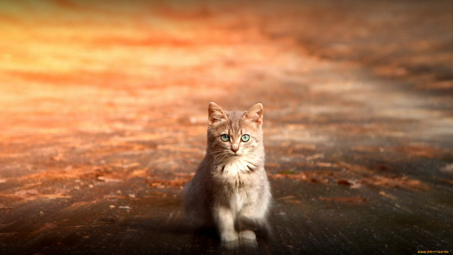 животные, коты, кот