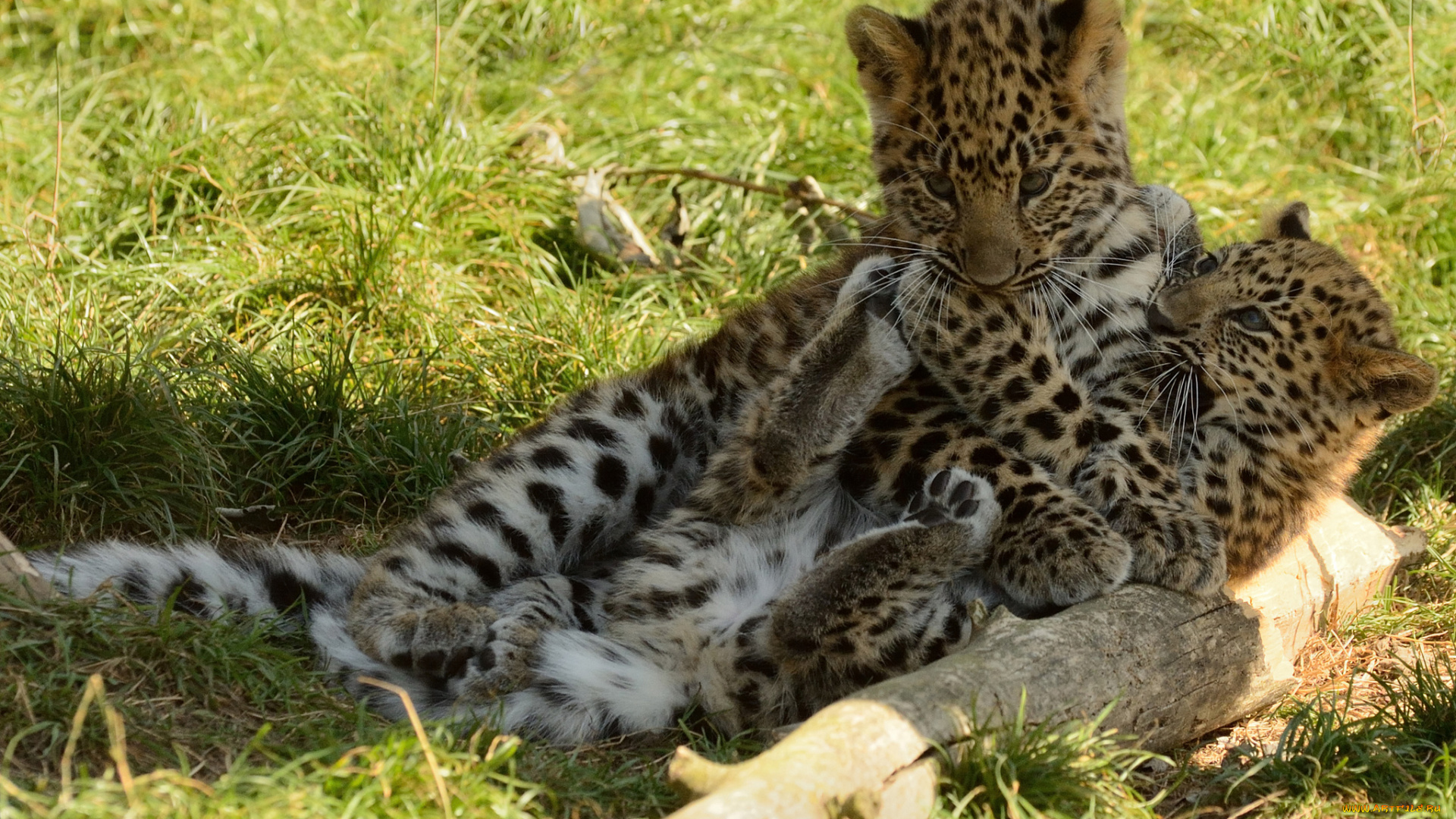 животные, леопарды, игра, котята, детёныши