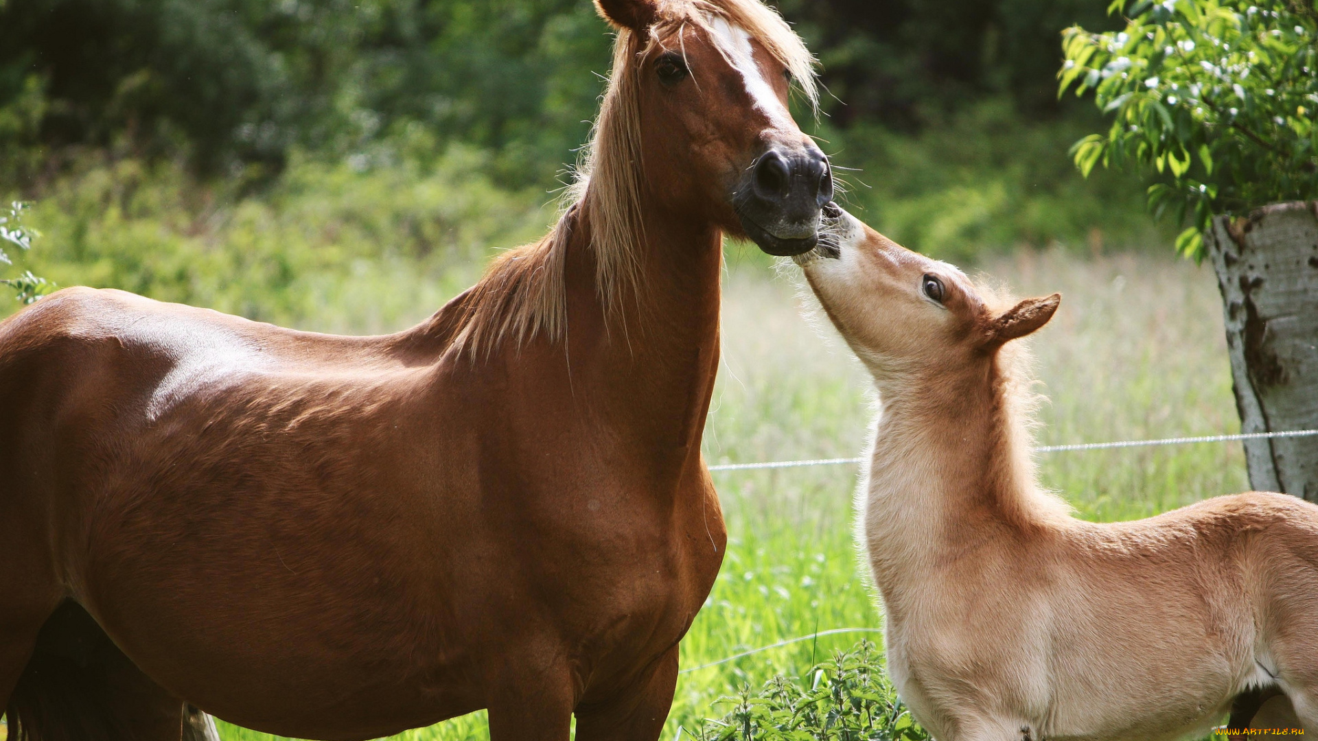 животные, лошади, мама, малыш