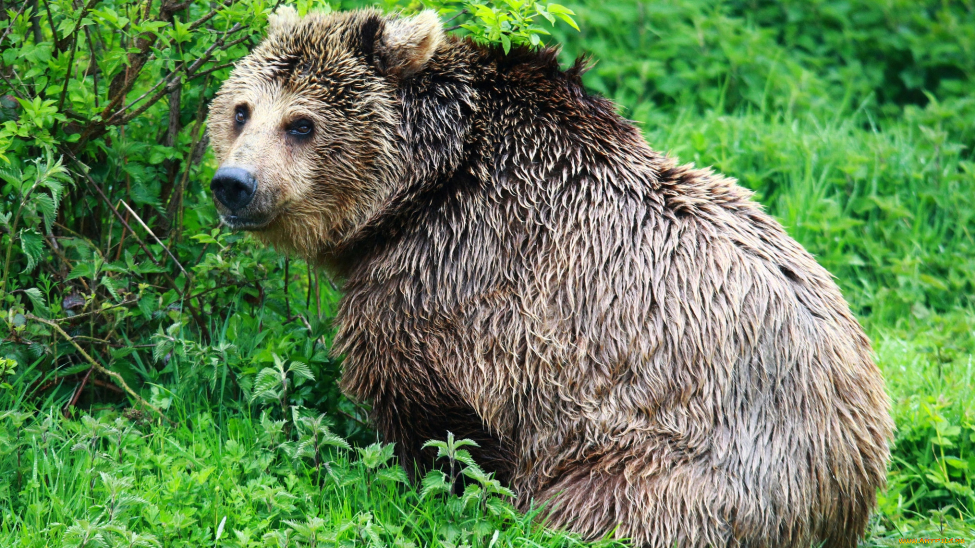 животные, медведи, бурый, большой