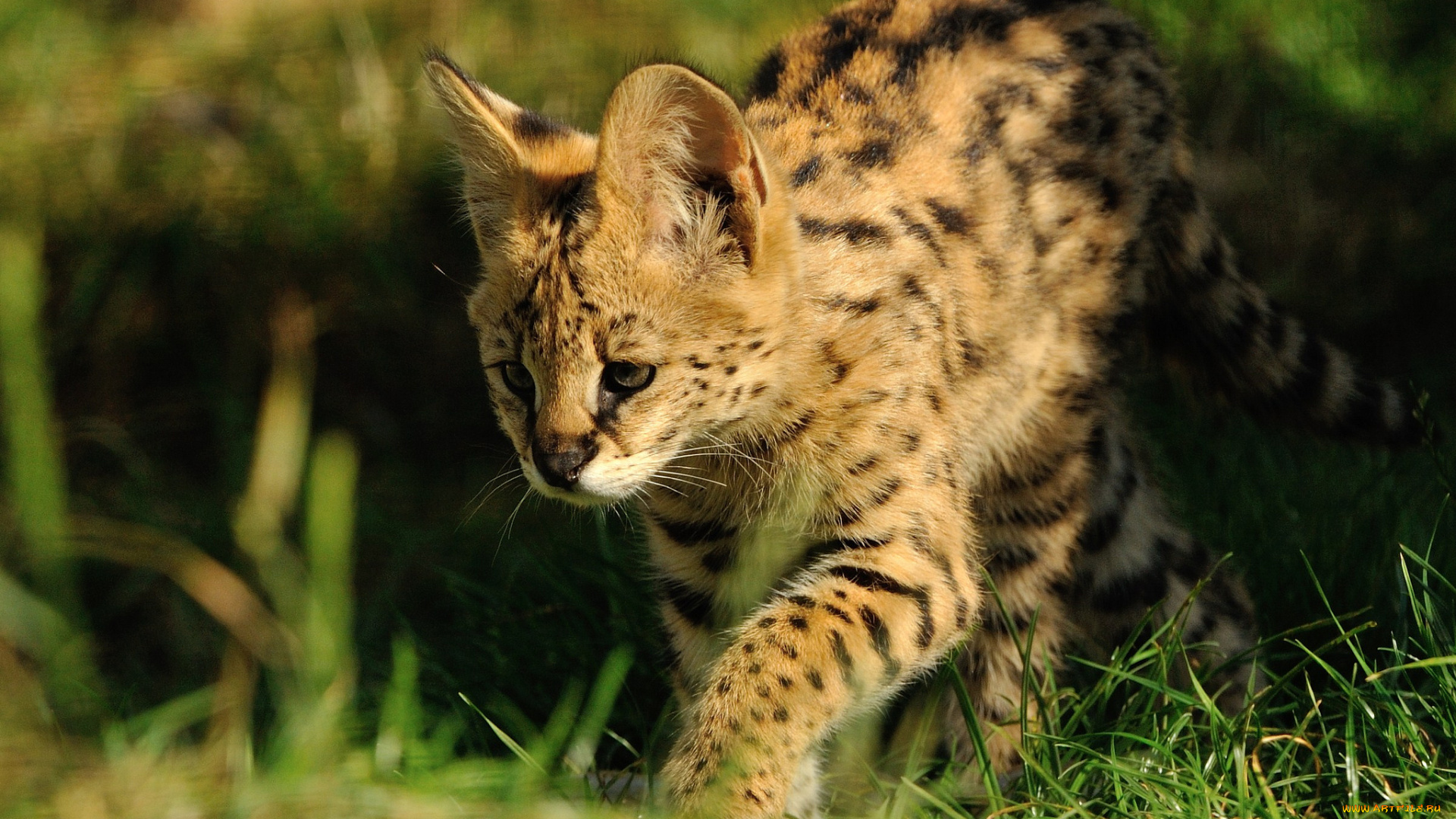 животные, сервалы, хищник, кошка