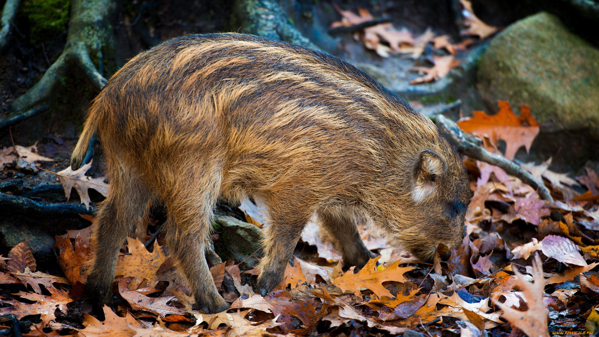 животные, свиньи, кабаны, листья, кабанчик