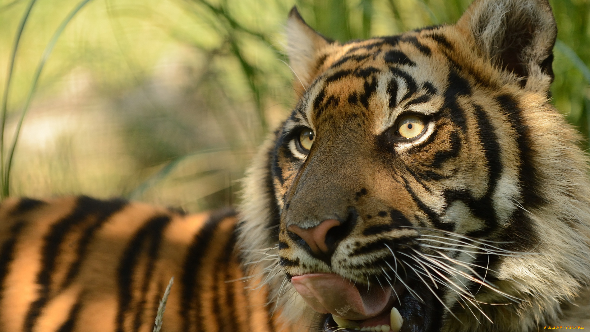 животные, тигры, суматранский, тигр