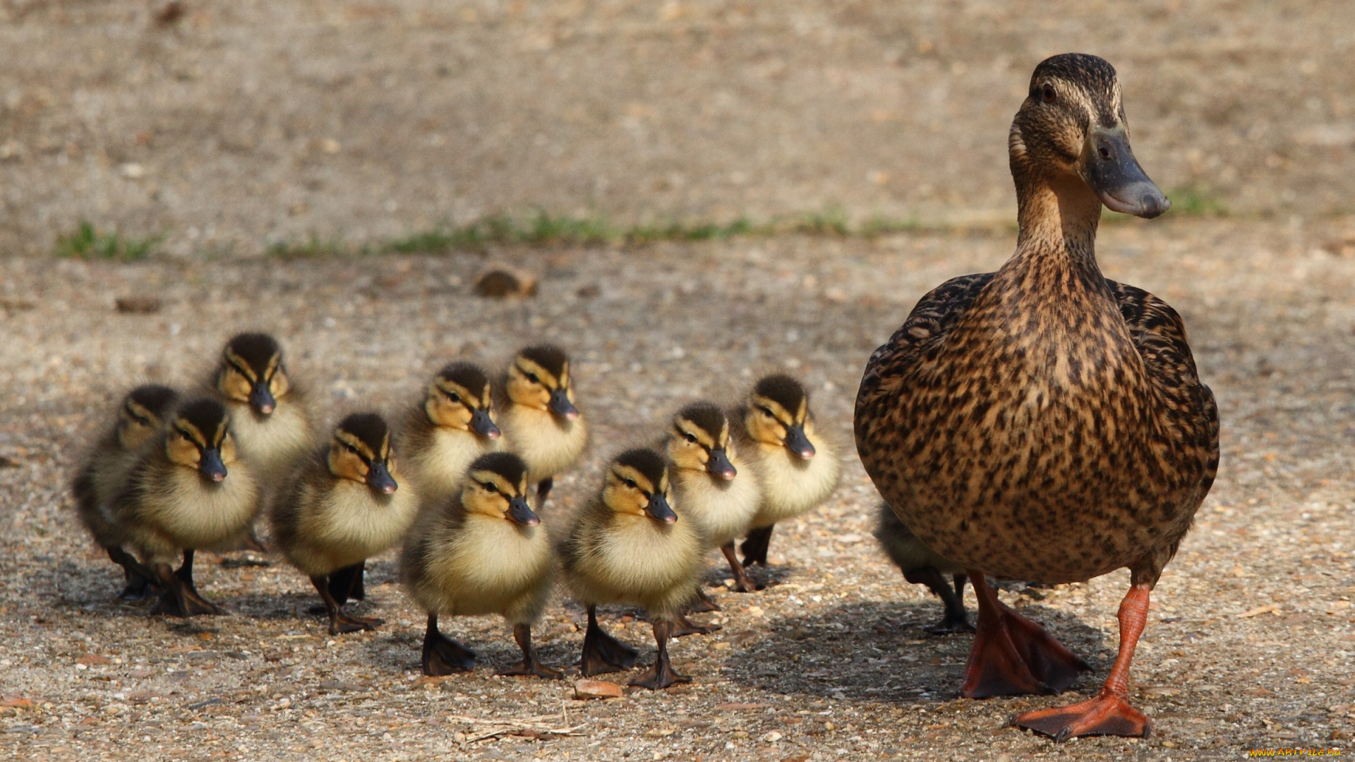 животные, утки, выводок, утята, семейство