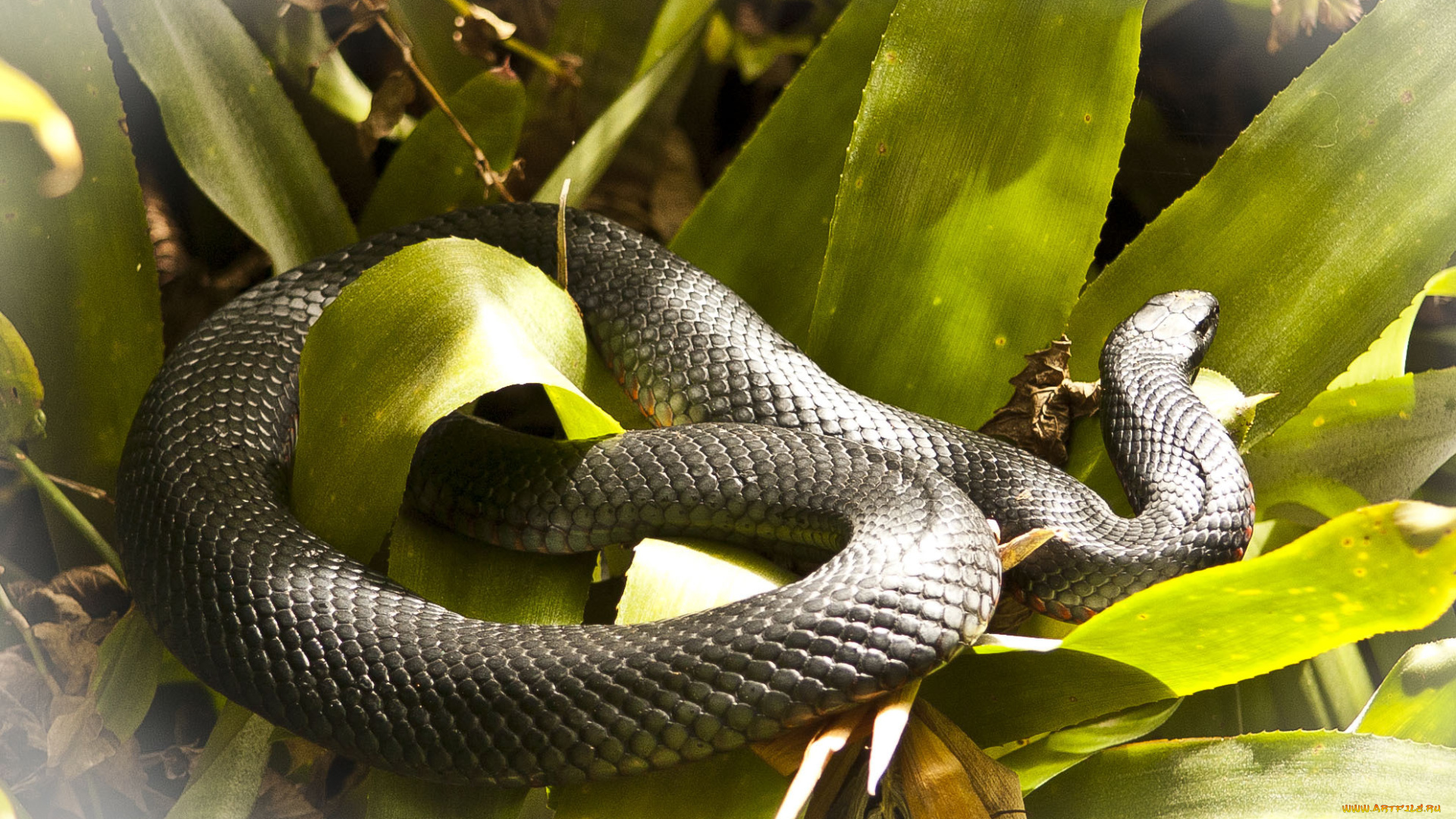 животные, змеи, питоны, кобры, змея
