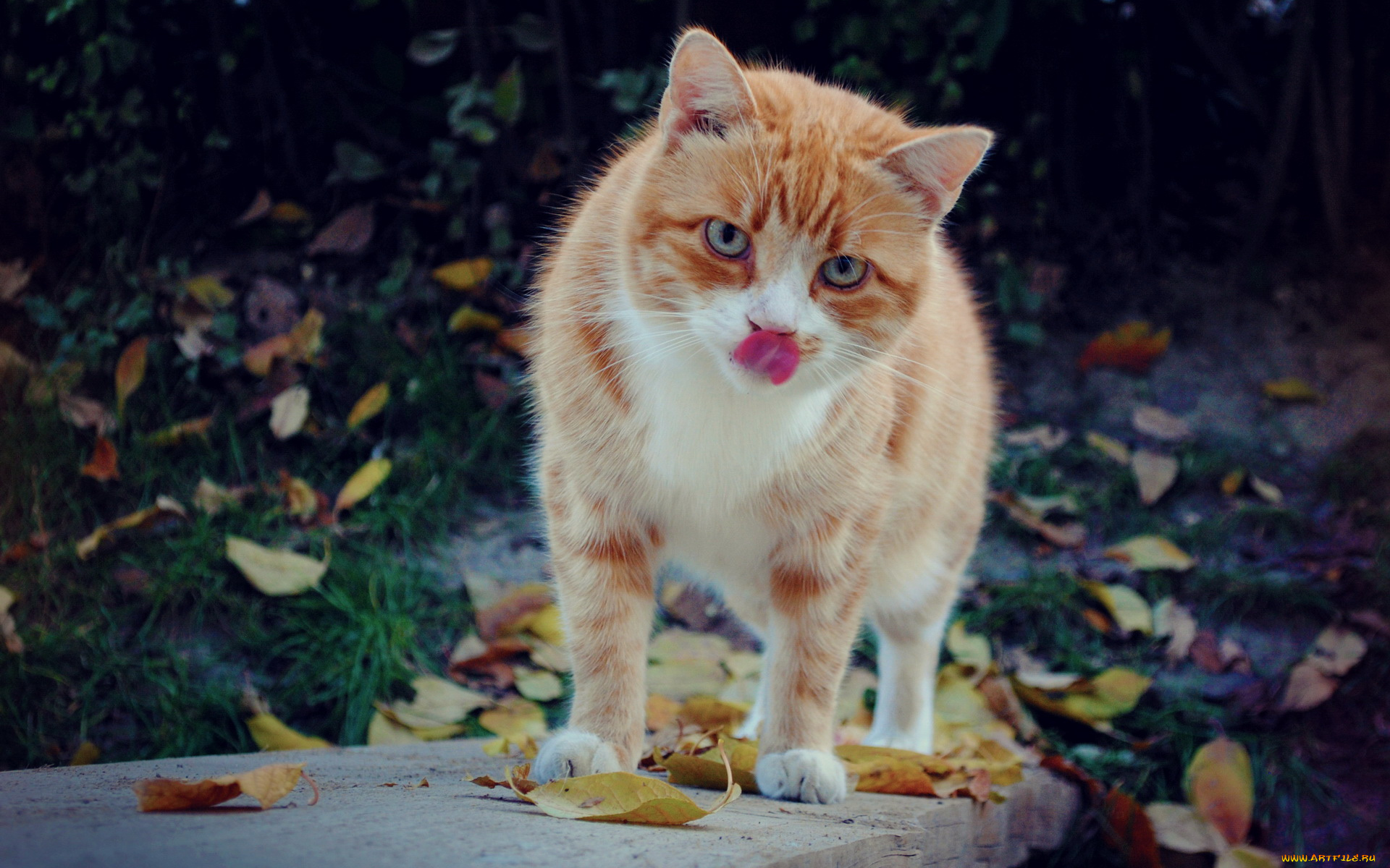 животные, коты, кот