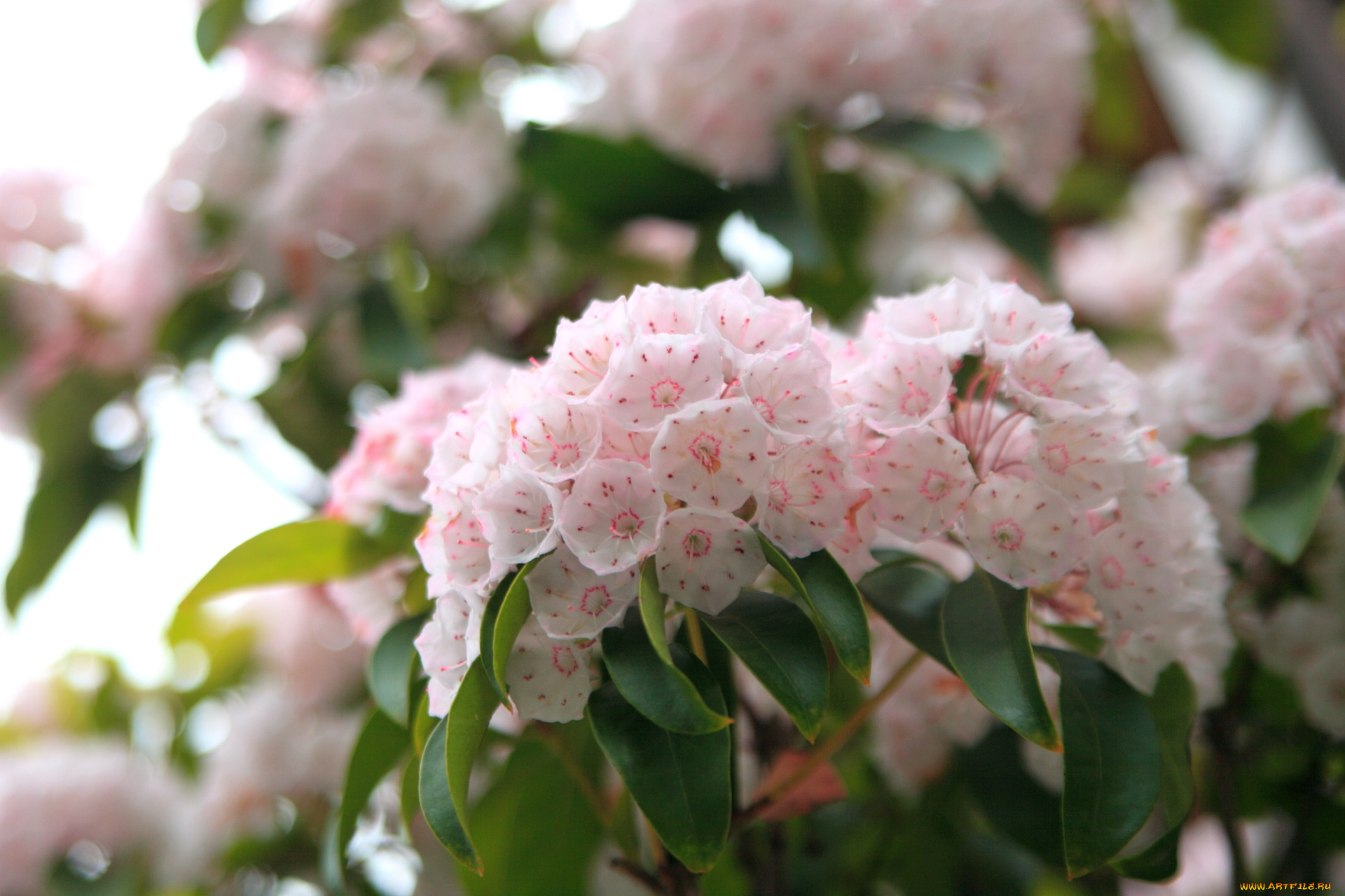 цветы, цветущие, деревья, кустарники, розовый