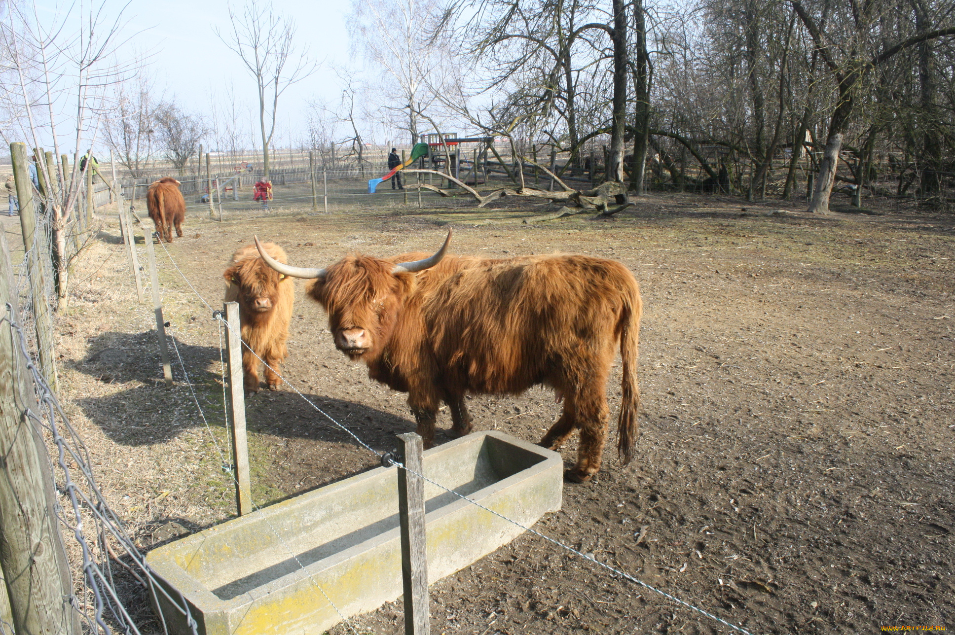 животные, коровы, буйволы, корова