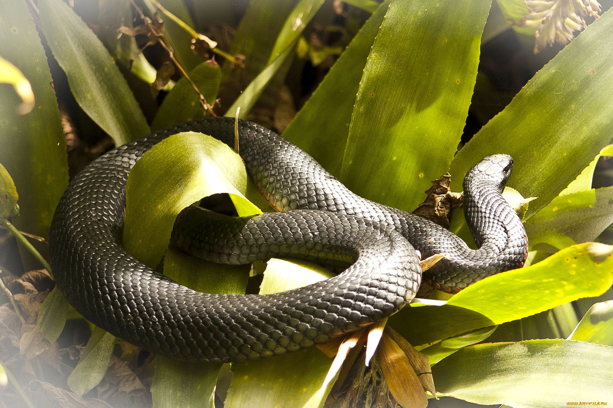 животные, змеи, питоны, кобры, змея