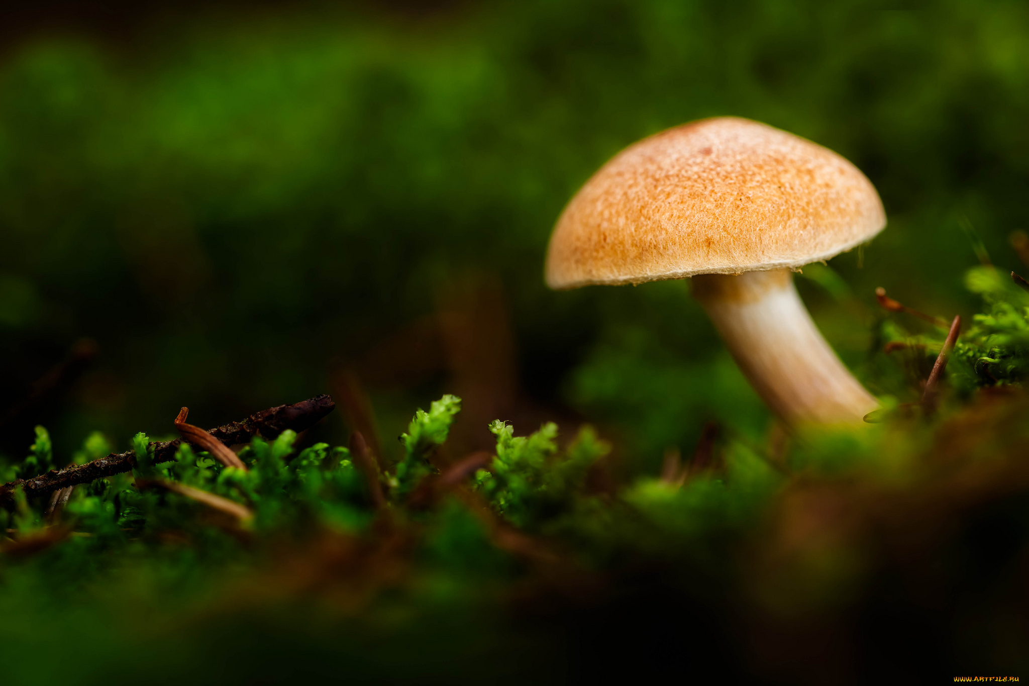 природа, грибы, макро