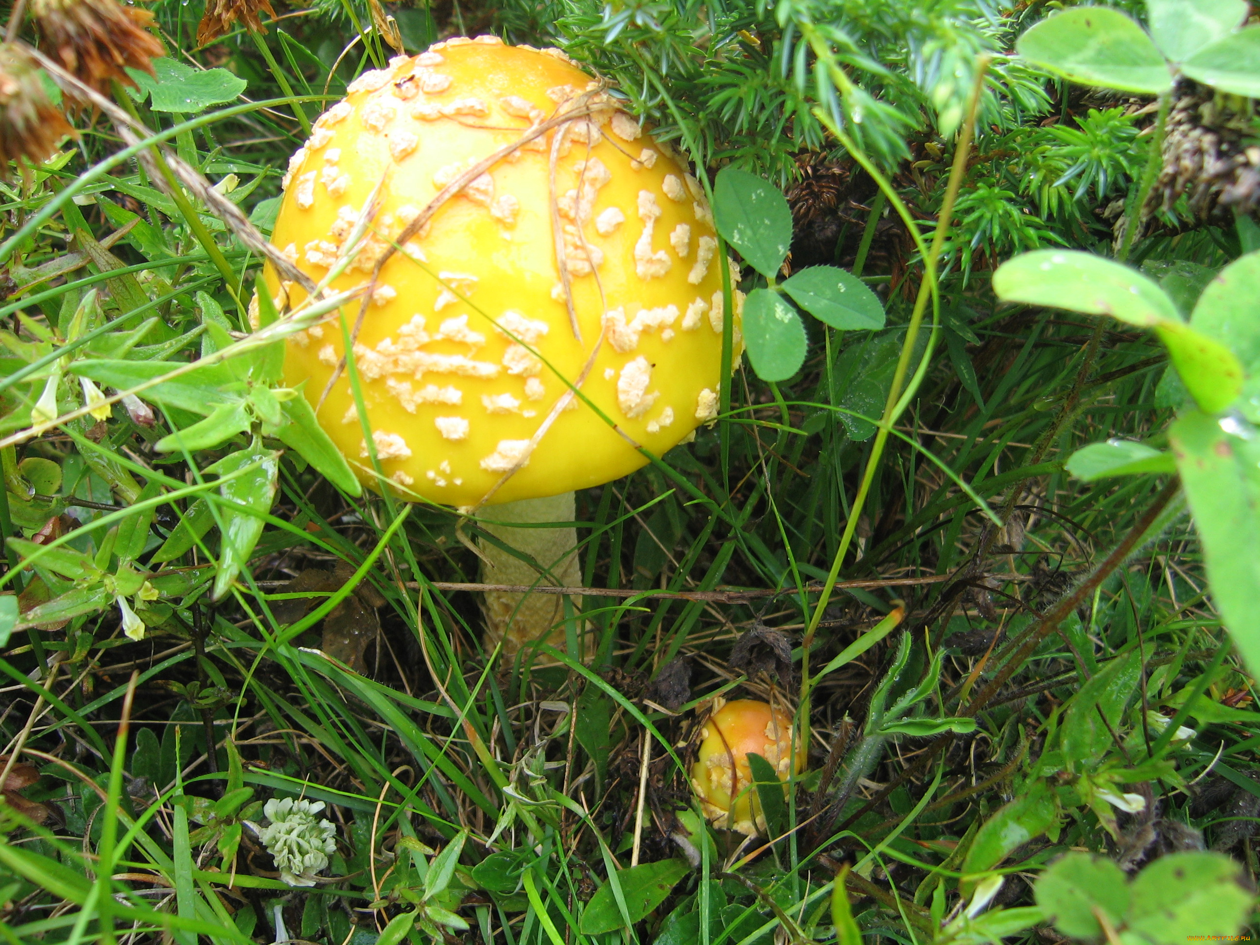 природа, грибы, гриб